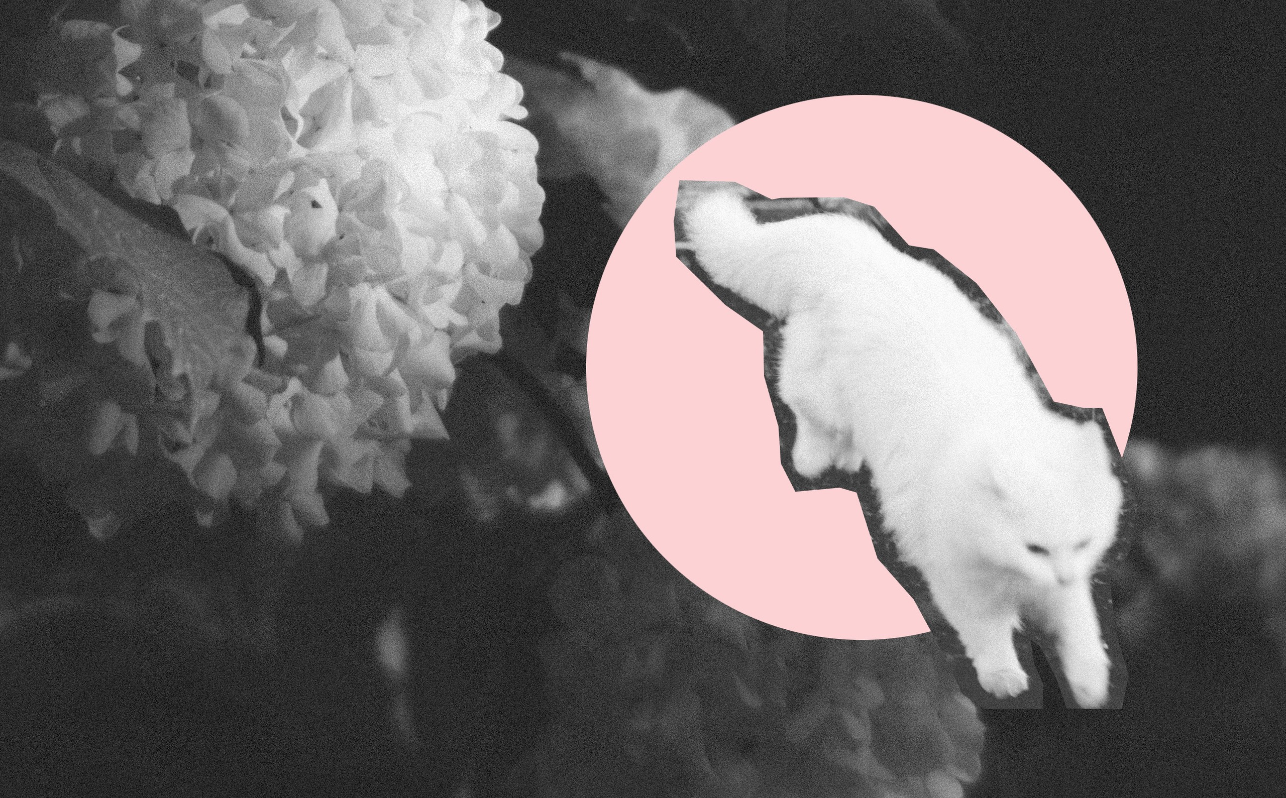 MEEUW Фотограф Адигамова Юлия