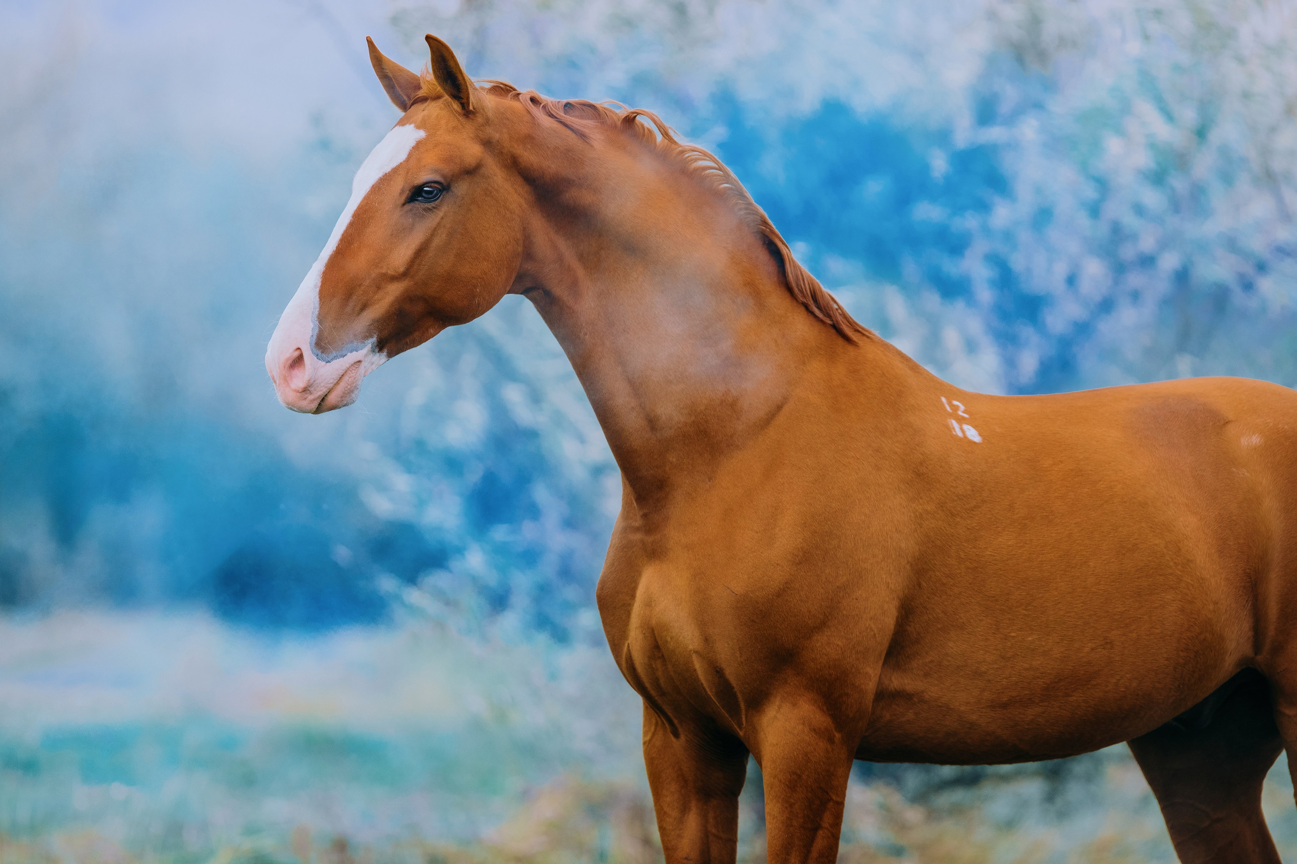 Разное. Фотограф-анималист Ксендзова Кристина