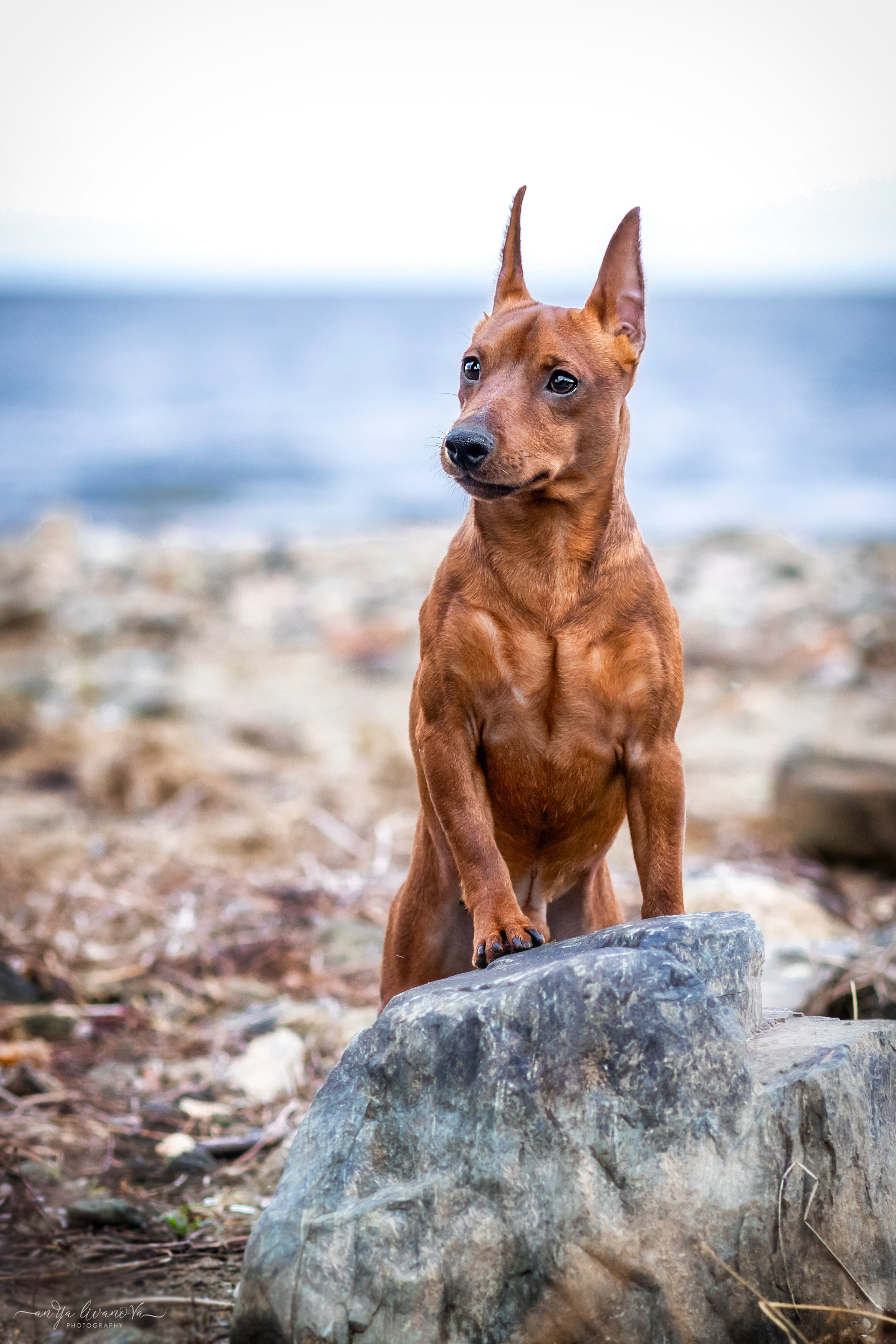 Пашка. Фотограф анималист Аня Ливанова | Рыбинск