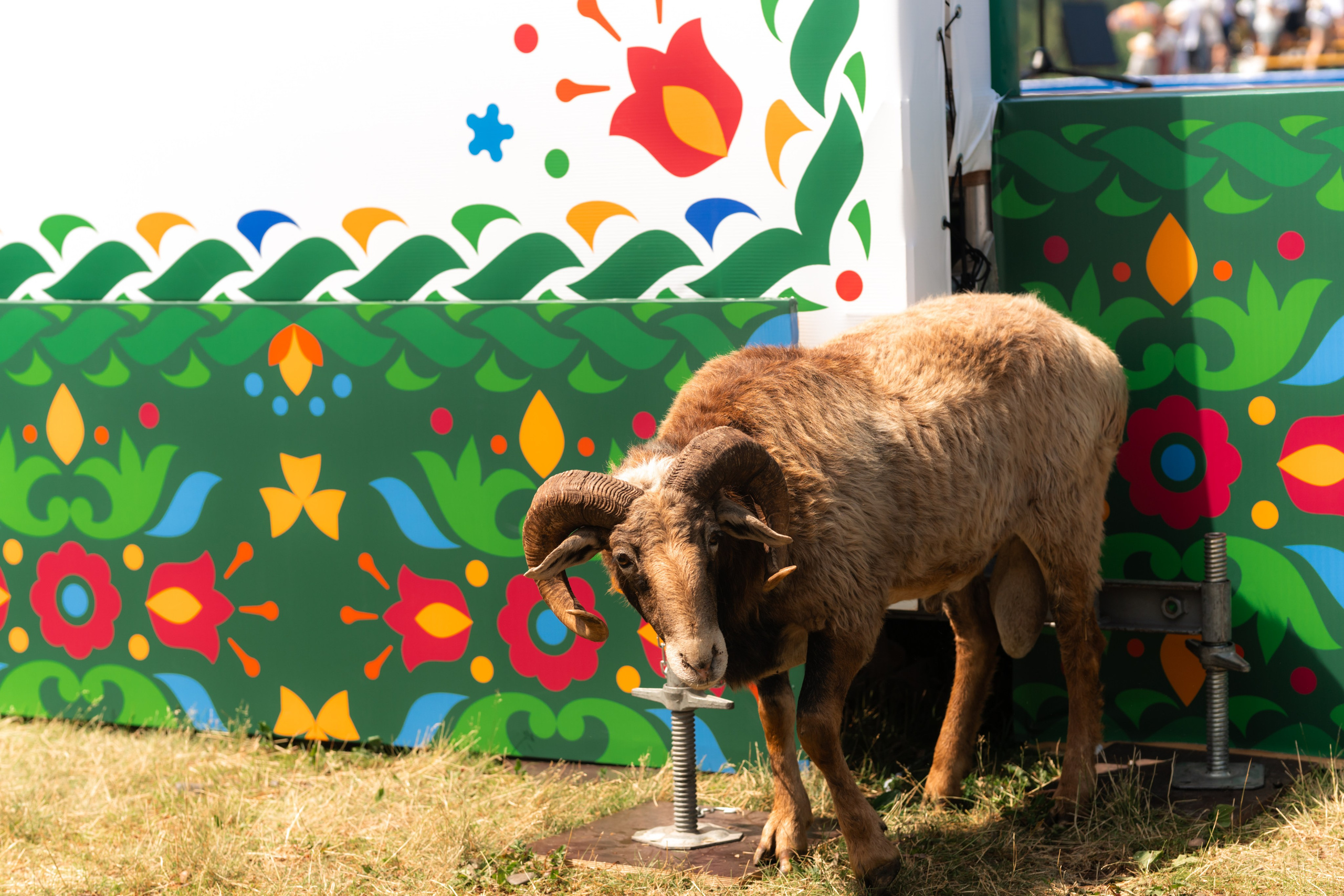 Фотографии с Всероссийских соревнований по көрәш