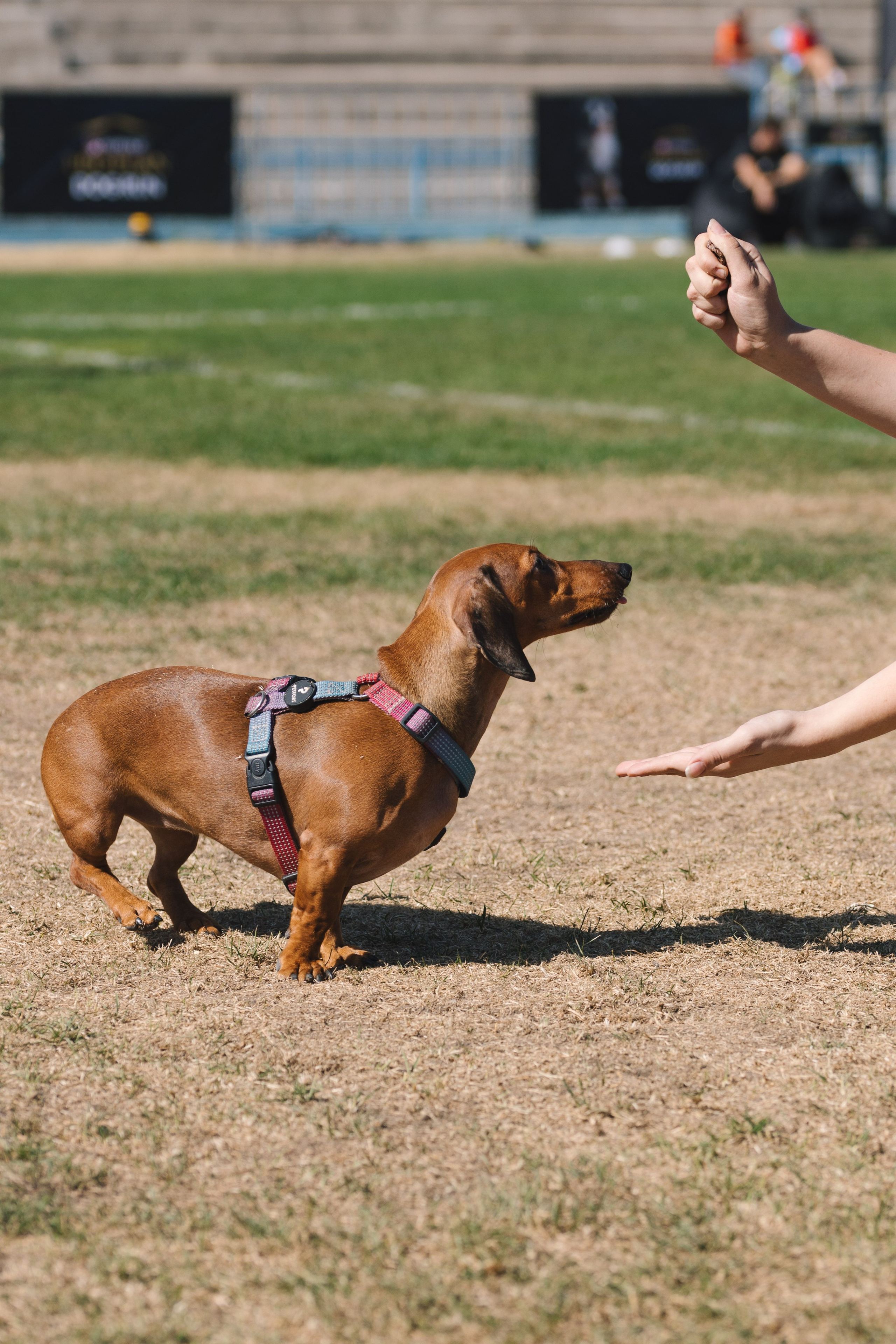 Proplan Dog Run. Коммерческий фотограф в Алматы Марина Милис. Съёмка для брендов, компаний и проектов