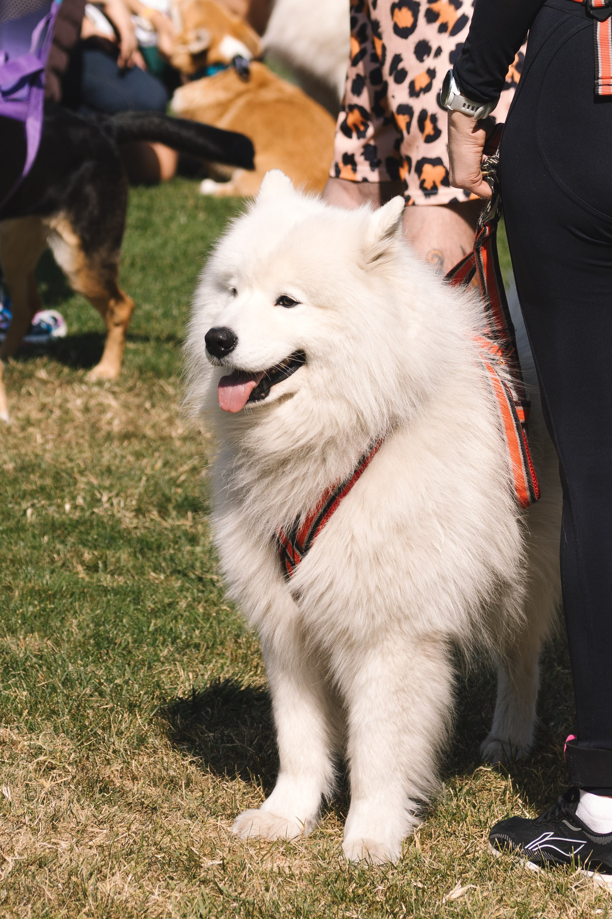 Proplan Dog Run. Коммерческий фотограф в Алматы Марина Милис. Съёмка для брендов, компаний и проектов