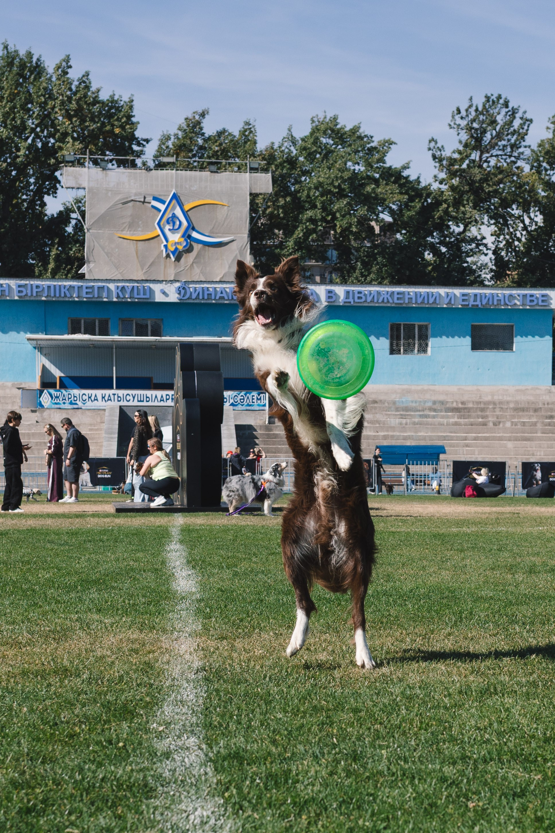 Proplan Dog Run. Коммерческий фотограф в Алматы Марина Милис. Съёмка для брендов, компаний и проектов