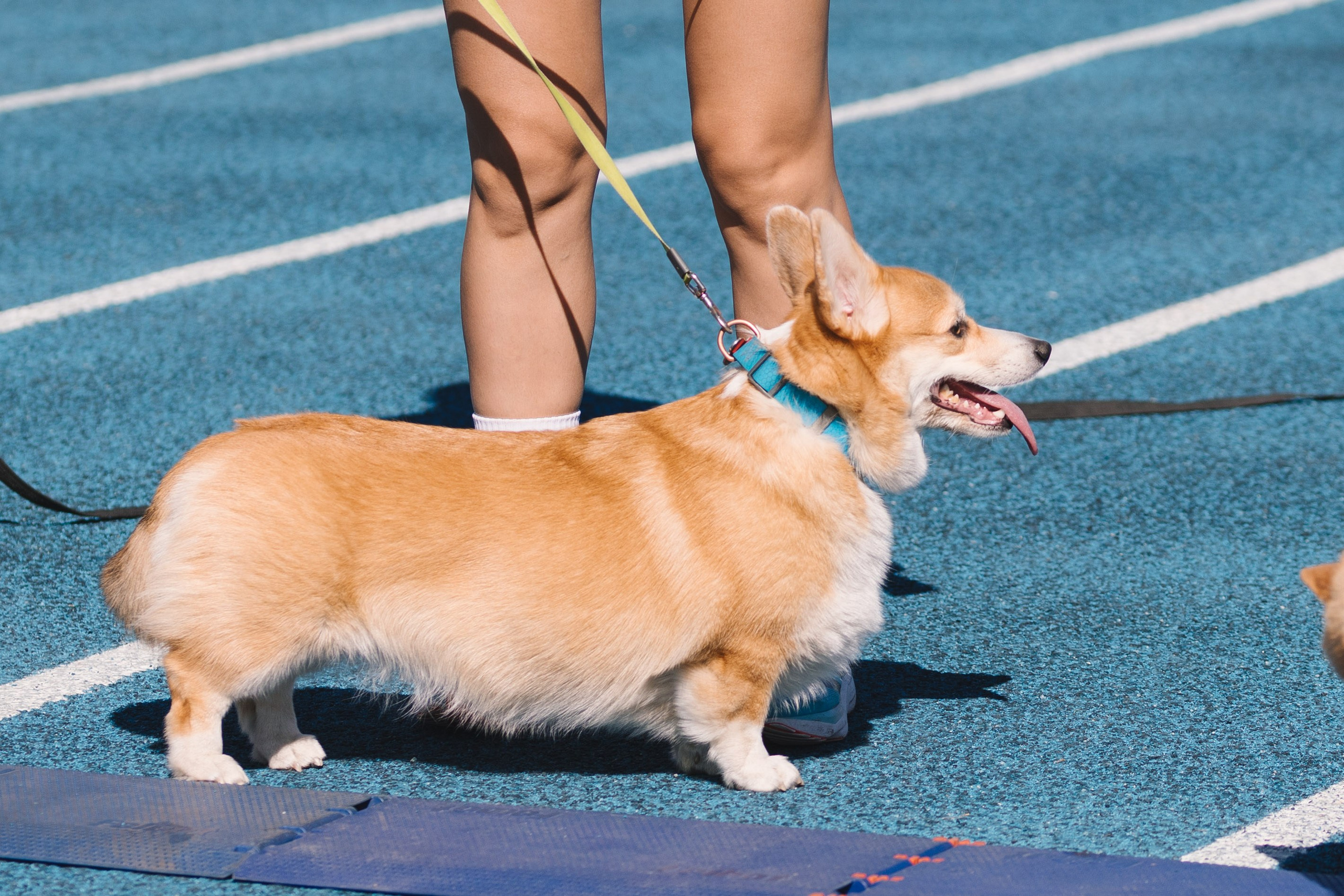 Proplan Dog Run. Коммерческий фотограф в Алматы Марина Милис. Съёмка для брендов, компаний и проектов