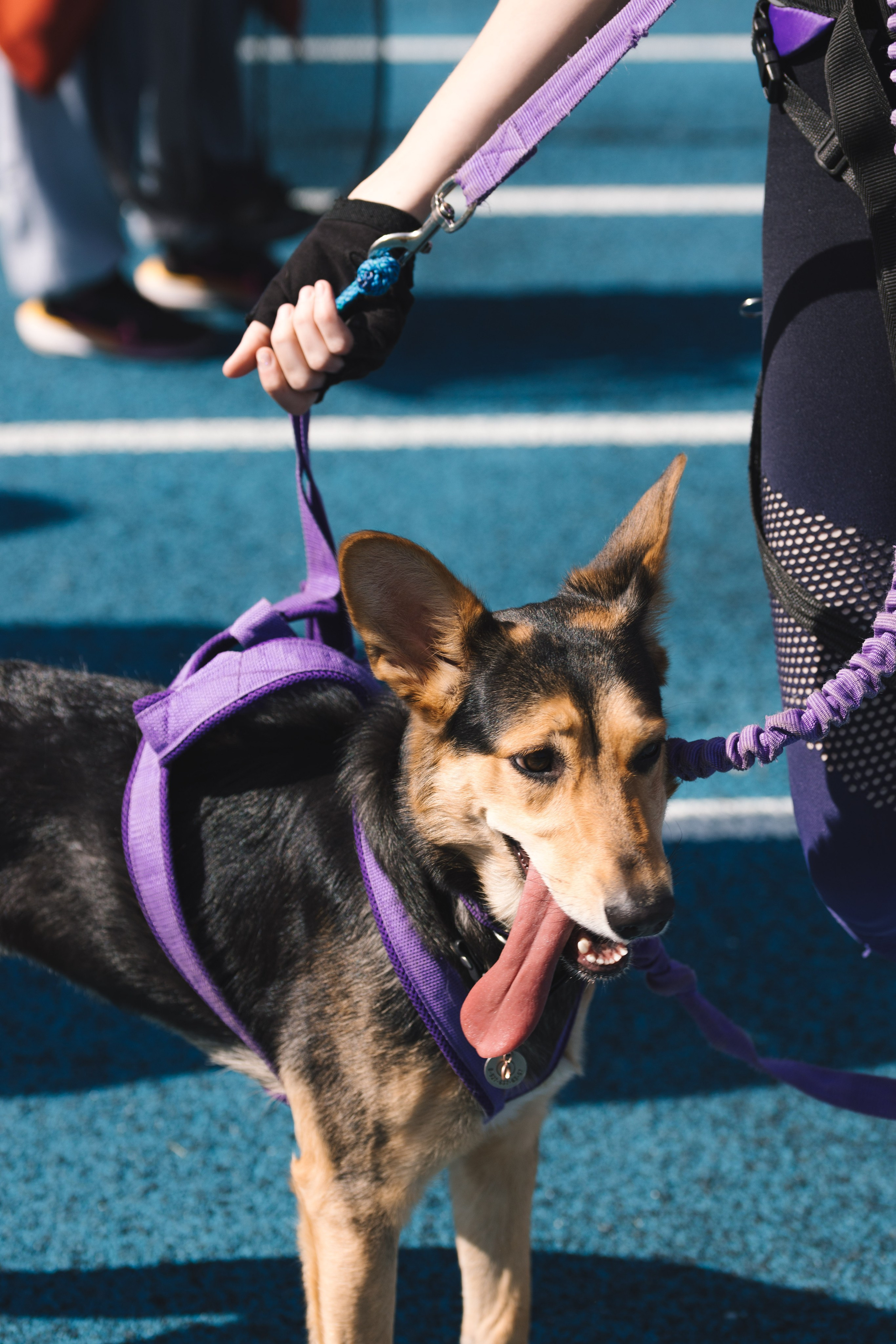 Proplan Dog Run. Коммерческий фотограф в Алматы Марина Милис. Съёмка для брендов, компаний и проектов