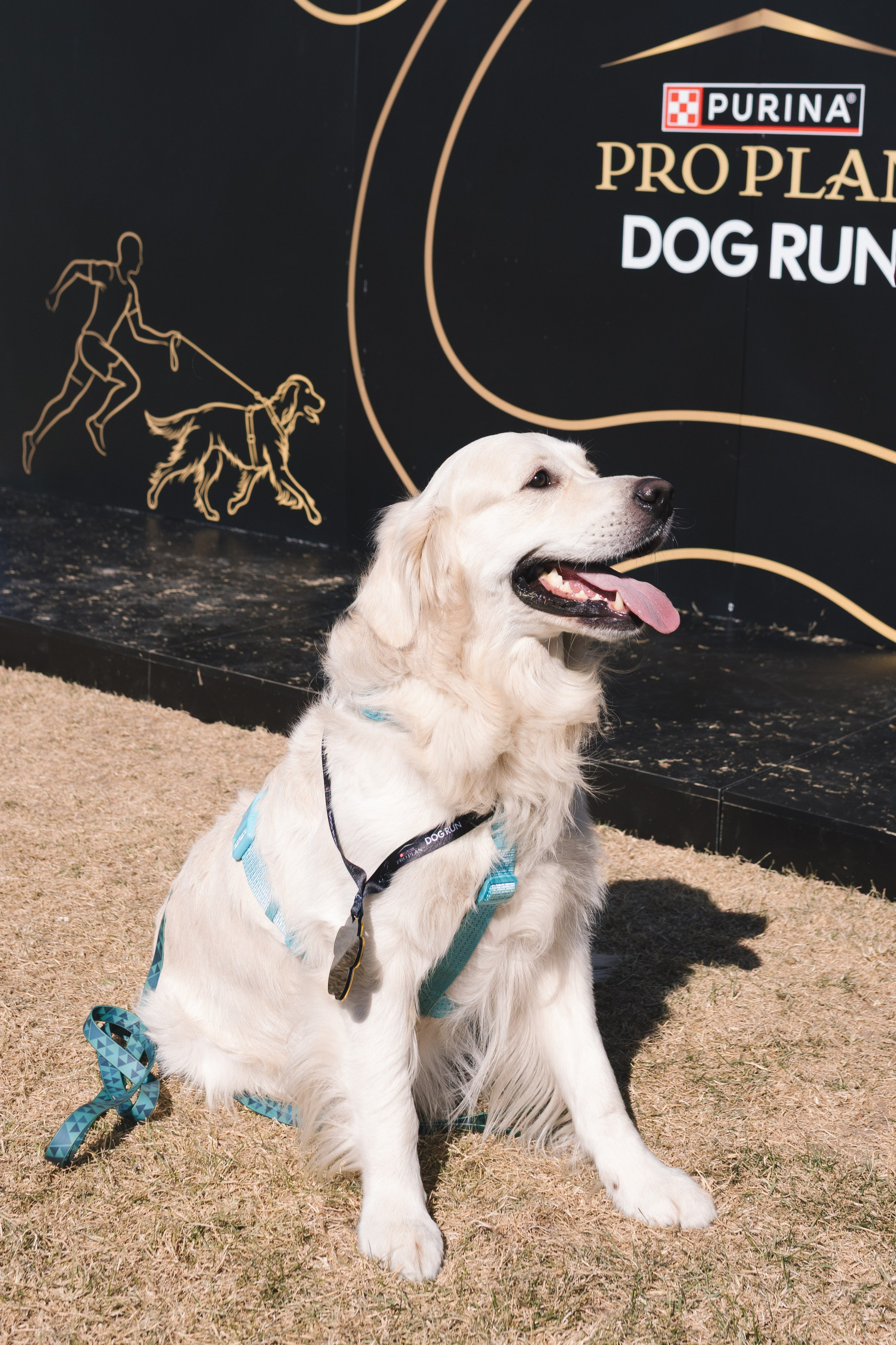 Proplan Dog Run. Коммерческий фотограф в Алматы Марина Милис. Съёмка для брендов, компаний и проектов