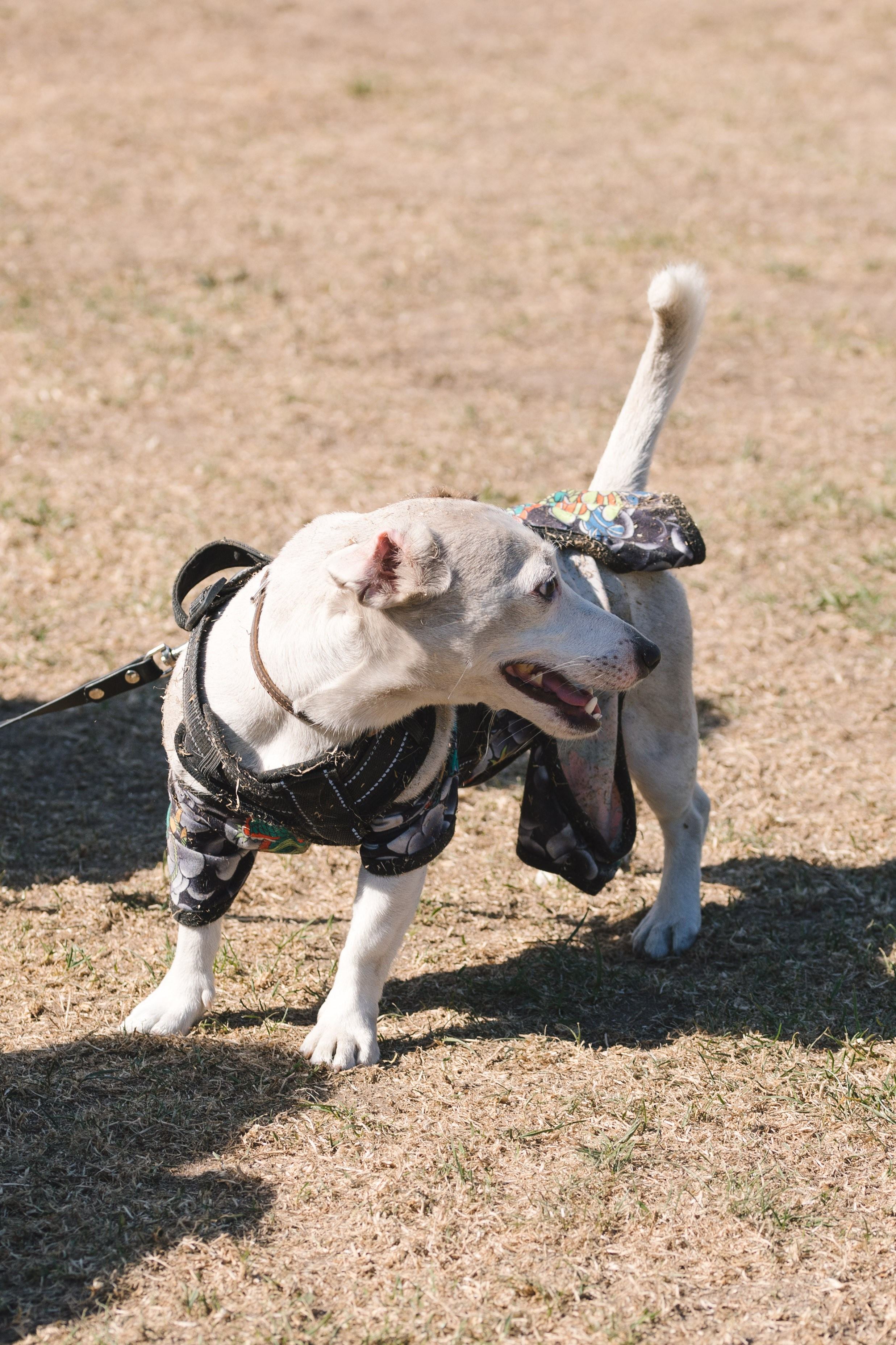 Proplan Dog Run. Коммерческий фотограф в Алматы Марина Милис. Съёмка для брендов, компаний и проектов
