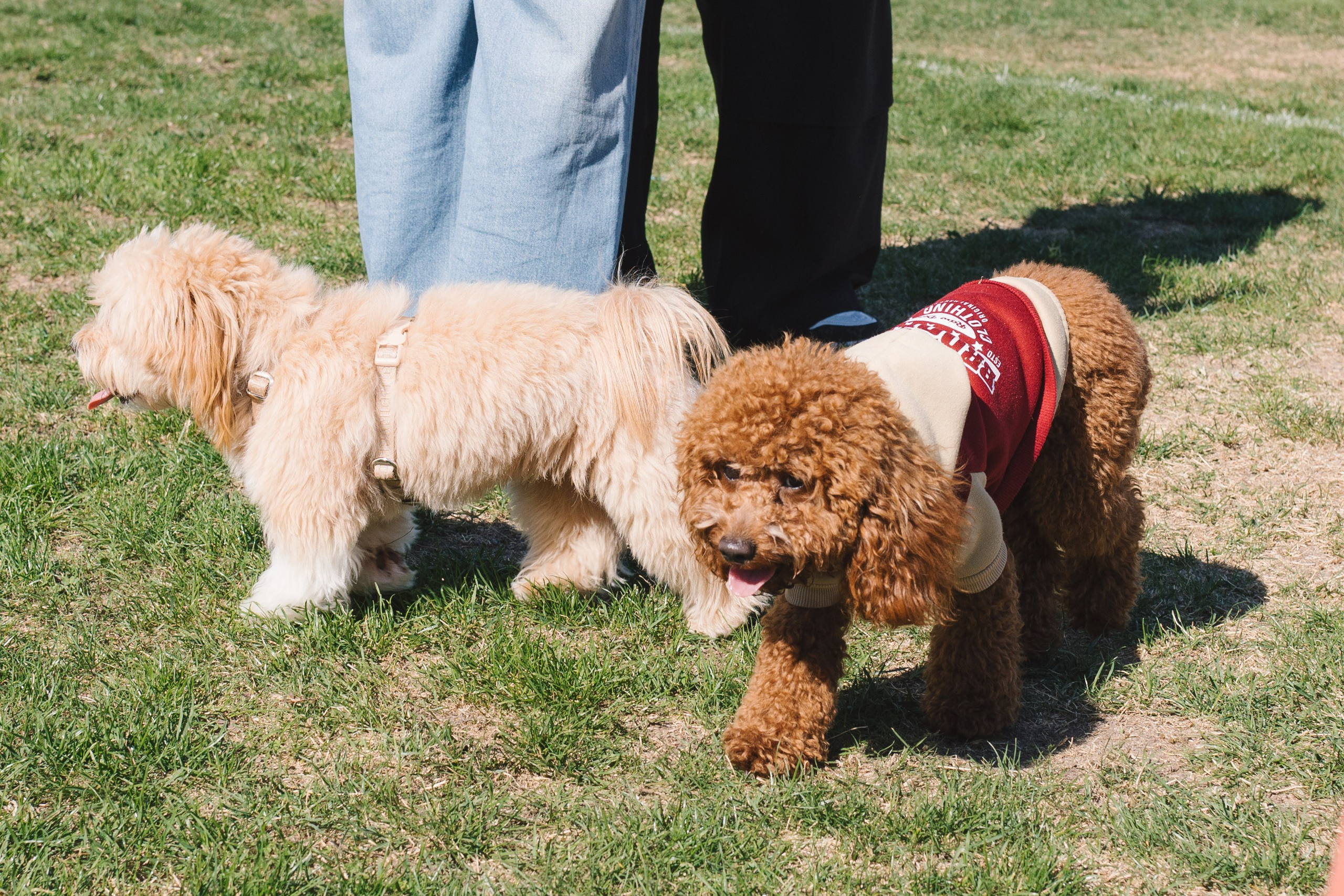 Proplan Dog Run. Коммерческий фотограф в Алматы Марина Милис. Съёмка для брендов, компаний и проектов