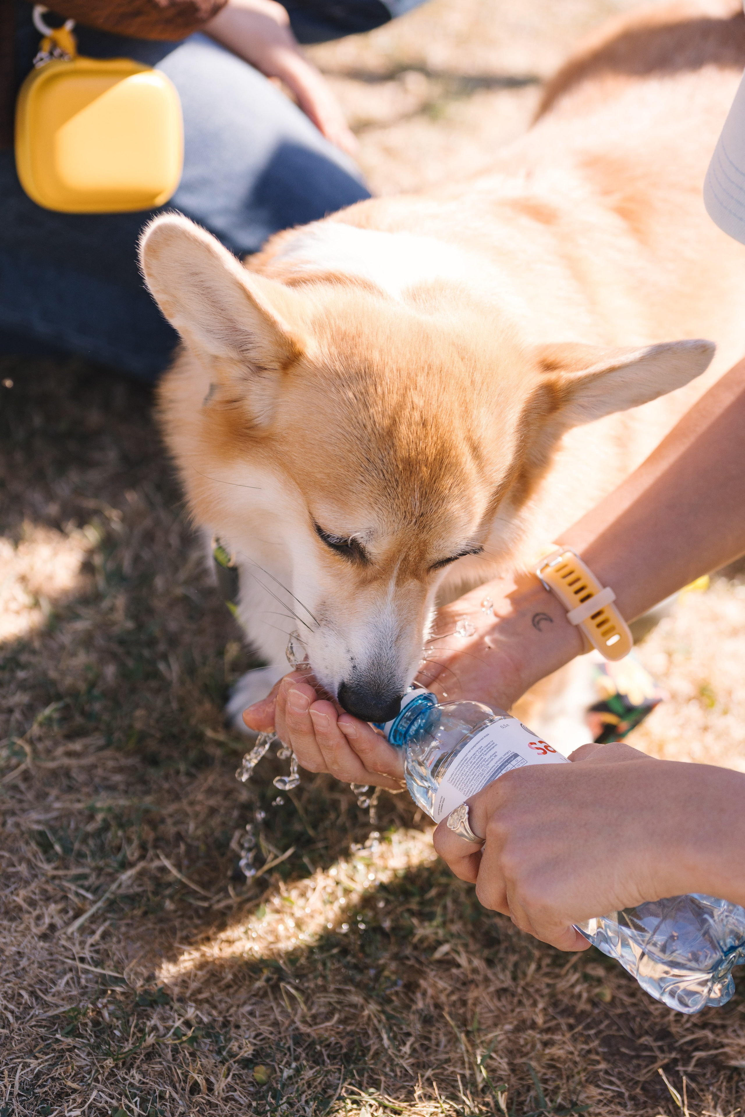 Proplan Dog Run. Коммерческий фотограф в Алматы Марина Милис. Съёмка для брендов, компаний и проектов