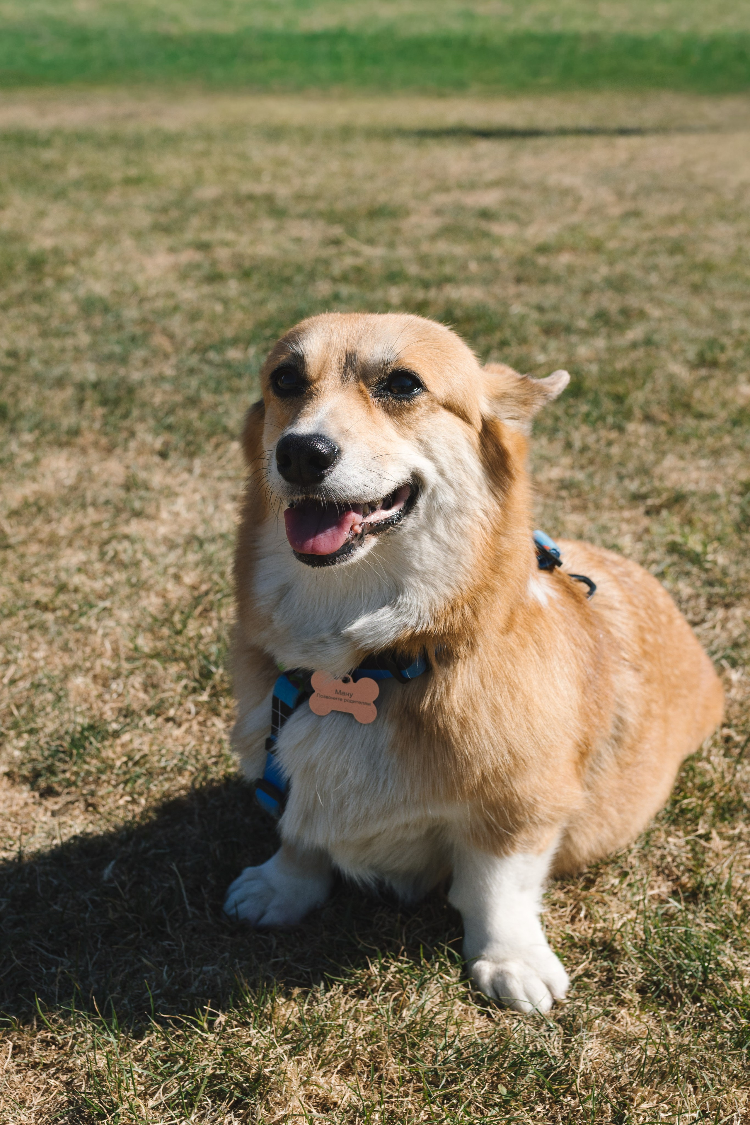 Proplan Dog Run. Коммерческий фотограф в Алматы Марина Милис. Съёмка для брендов, компаний и проектов