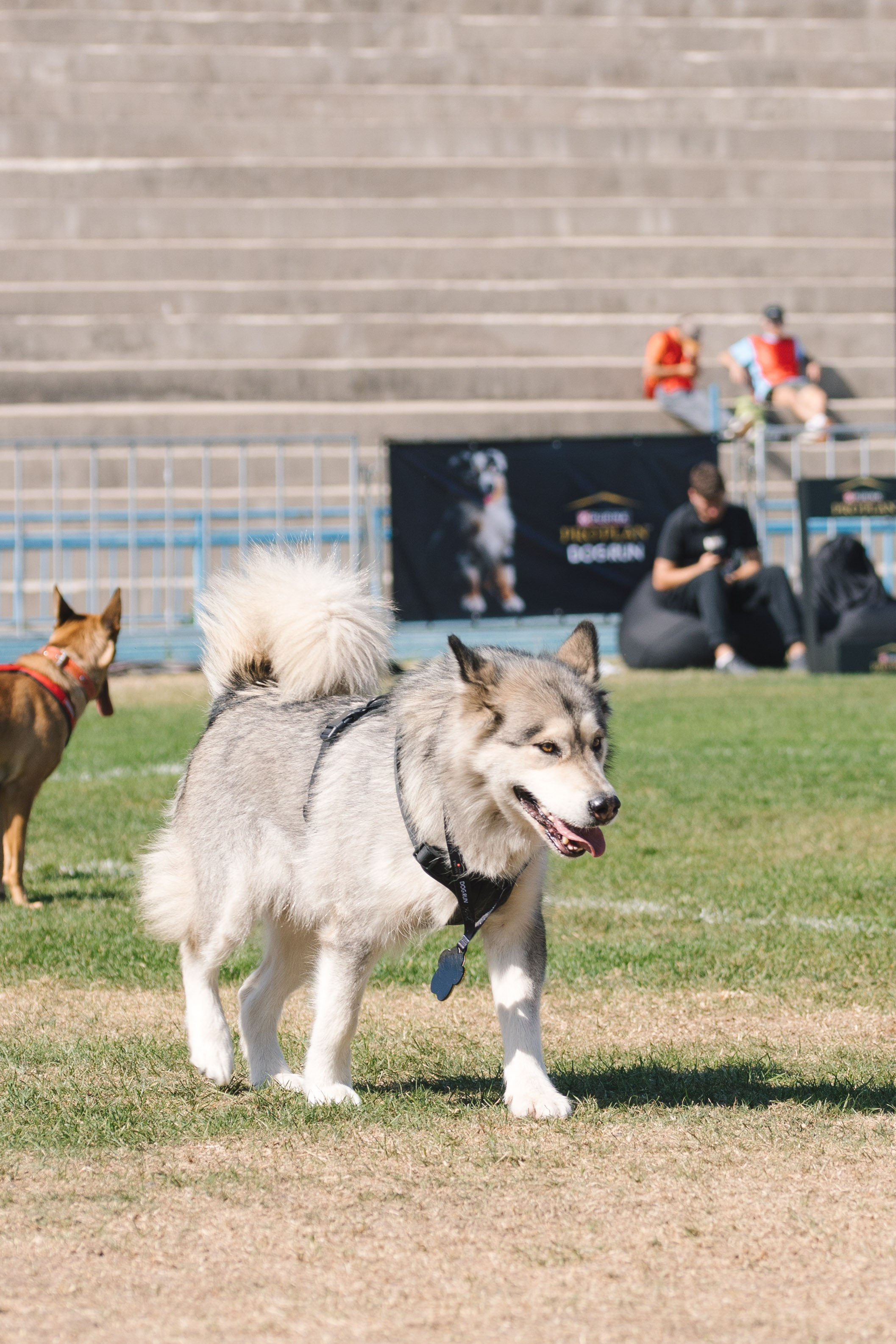 Proplan Dog Run. Коммерческий фотограф в Алматы Марина Милис. Съёмка для брендов, компаний и проектов