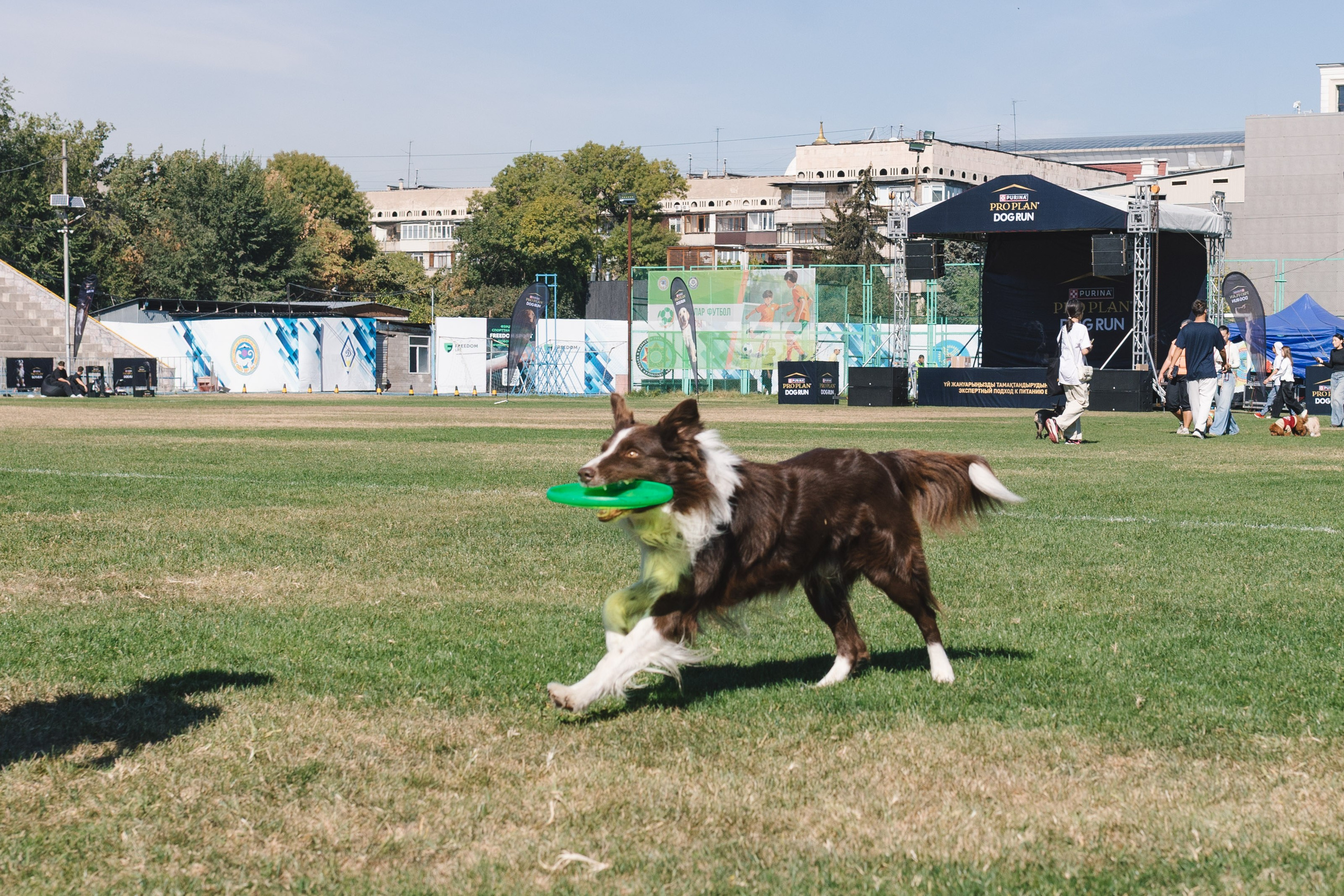 Proplan Dog Run. Коммерческий фотограф в Алматы Марина Милис. Съёмка для брендов, компаний и проектов