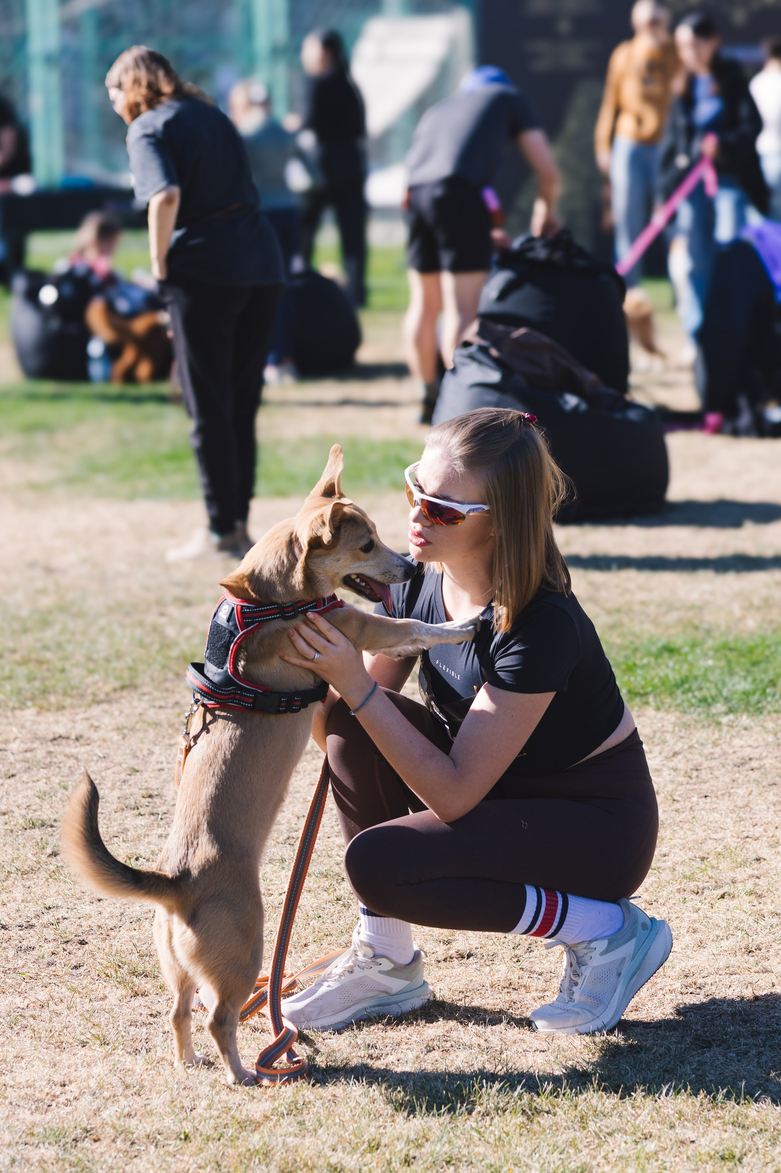 Proplan Dog Run. Коммерческий фотограф в Алматы Марина Милис. Съёмка для брендов, компаний и проектов