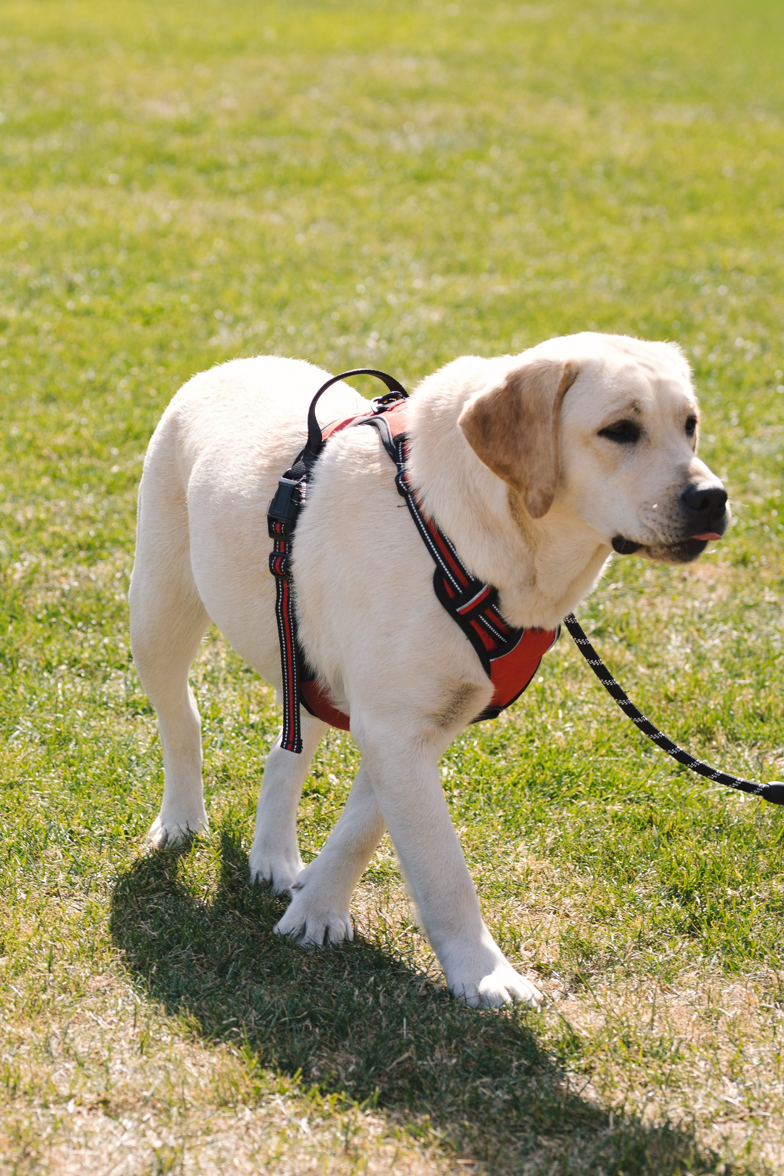 Proplan Dog Run. Коммерческий фотограф в Алматы Марина Милис. Съёмка для брендов, компаний и проектов