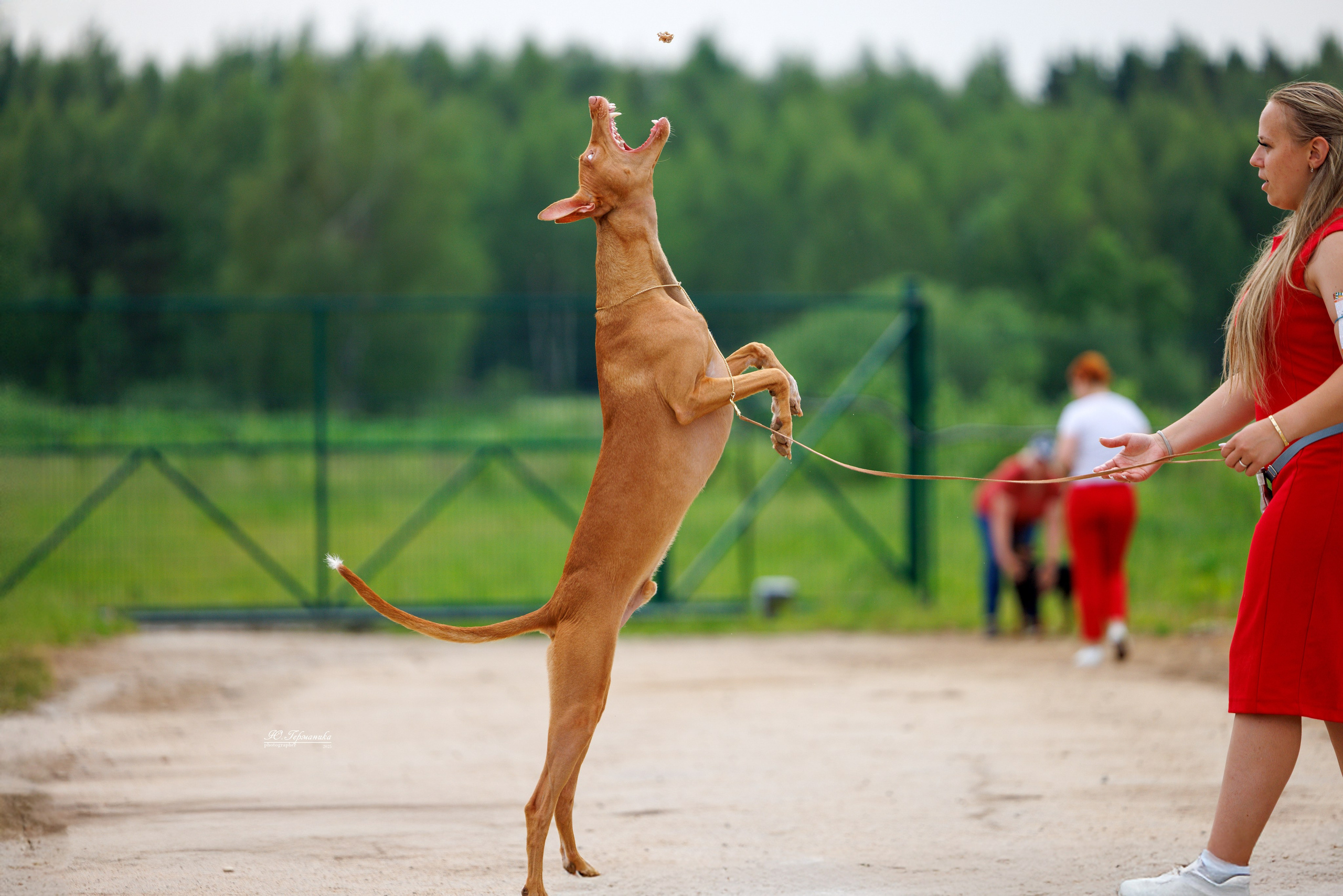 РОССИЯ 7-8.06.2025. Фотограф-анималист Юлия Германика