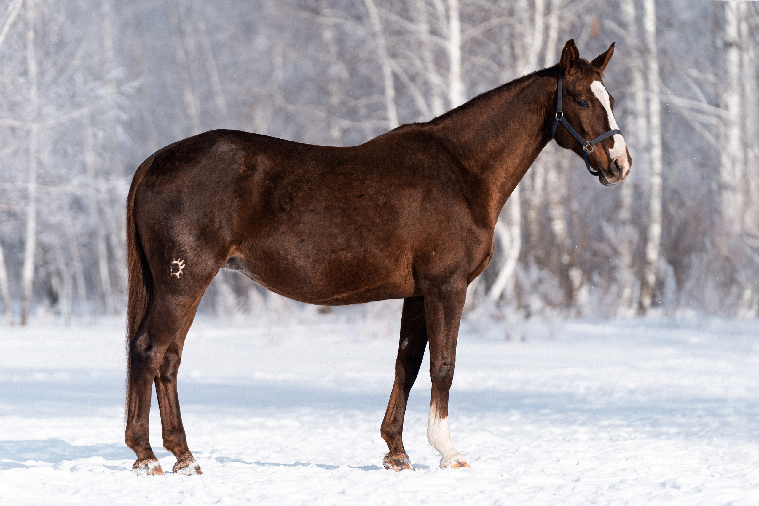 Хлорита. Главная