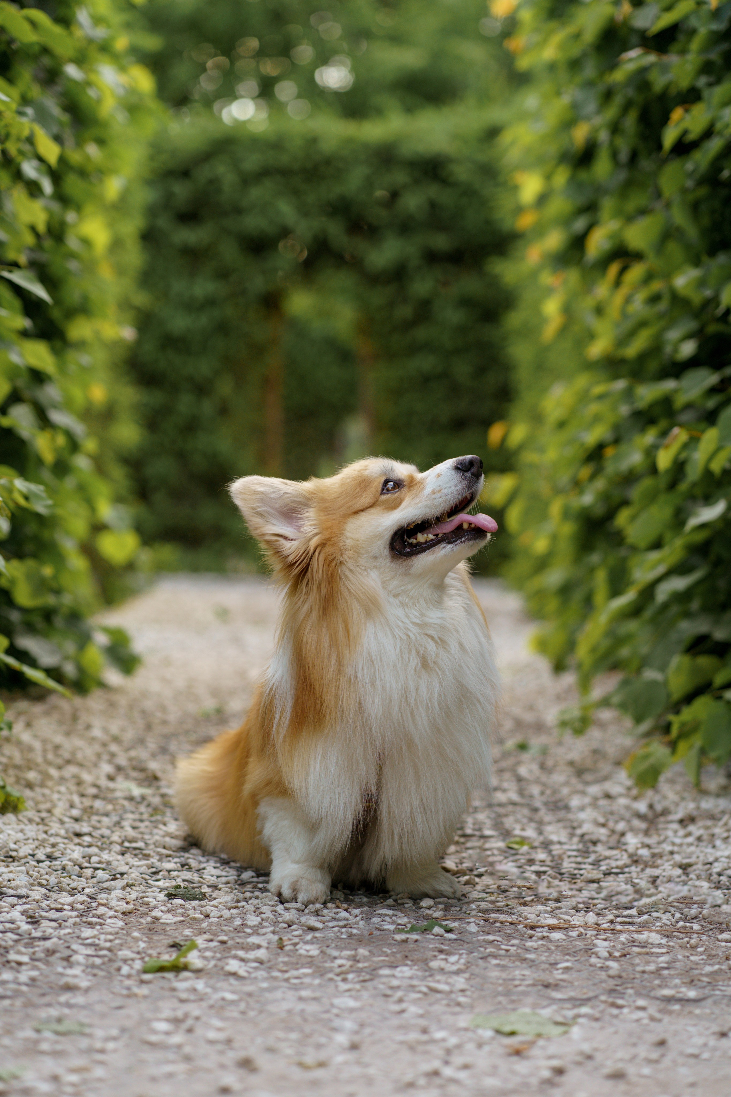 Катя, Арсений и Пух. Свадебный фотограф в Москве Анна Полушина