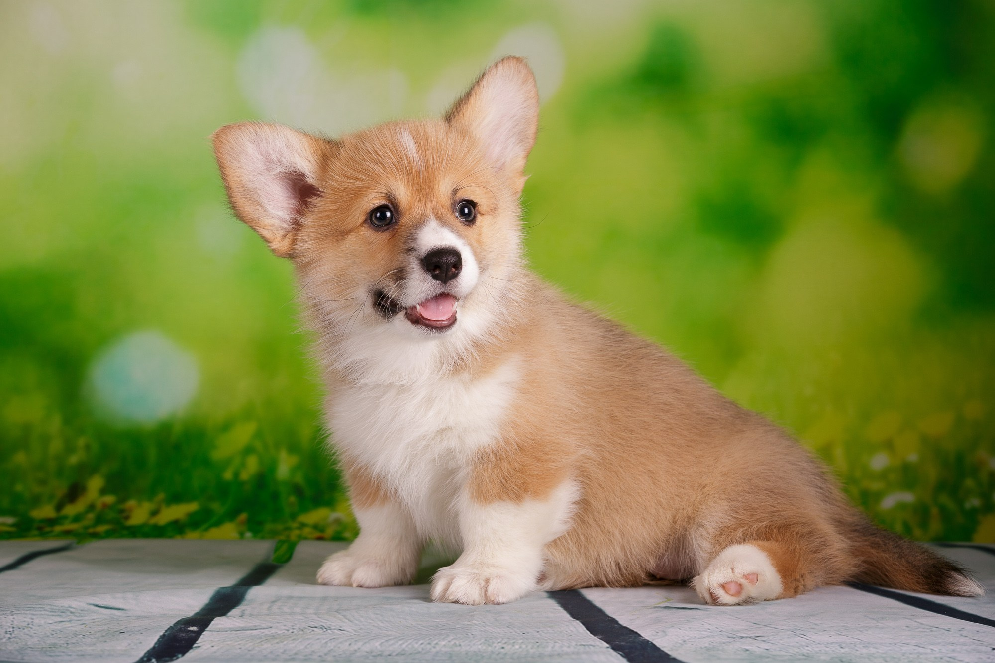 Фотосъёмки щенков. Фотограф-анималист Natalia Deingel | Фотосъемка собак в Москве