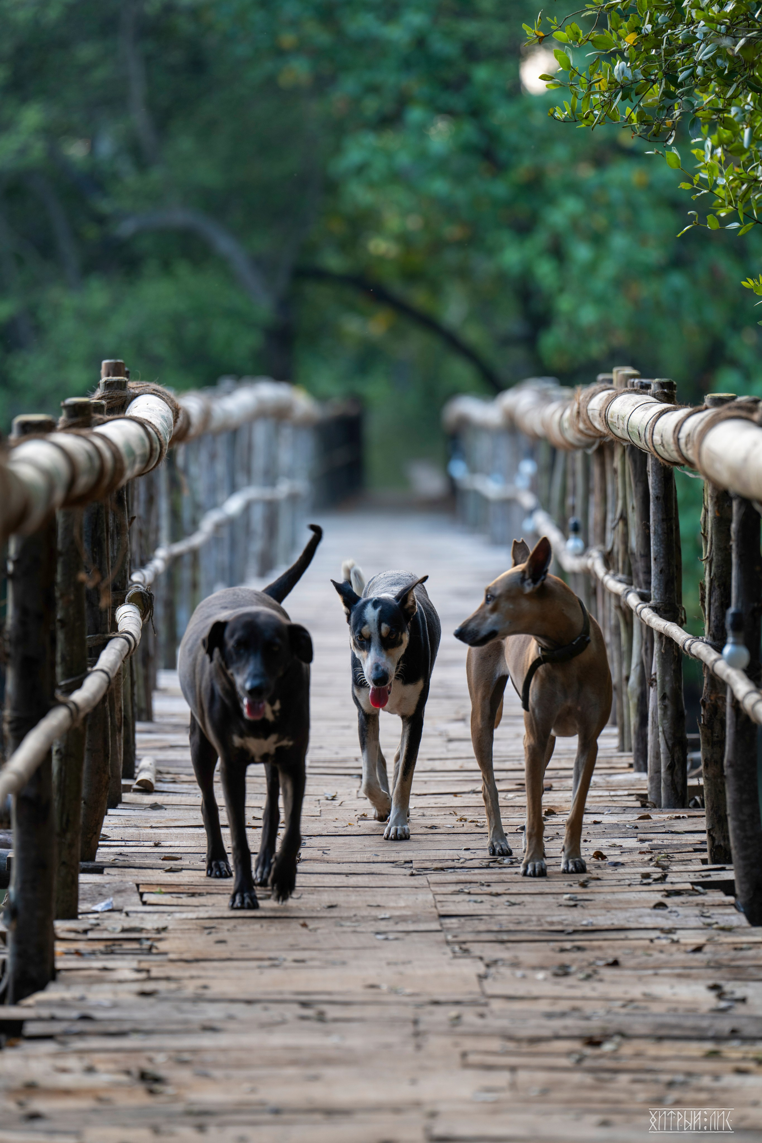 Гоа-Мумбаи. Фотограф-путешественник Самойлов Максим «Sly Fox»