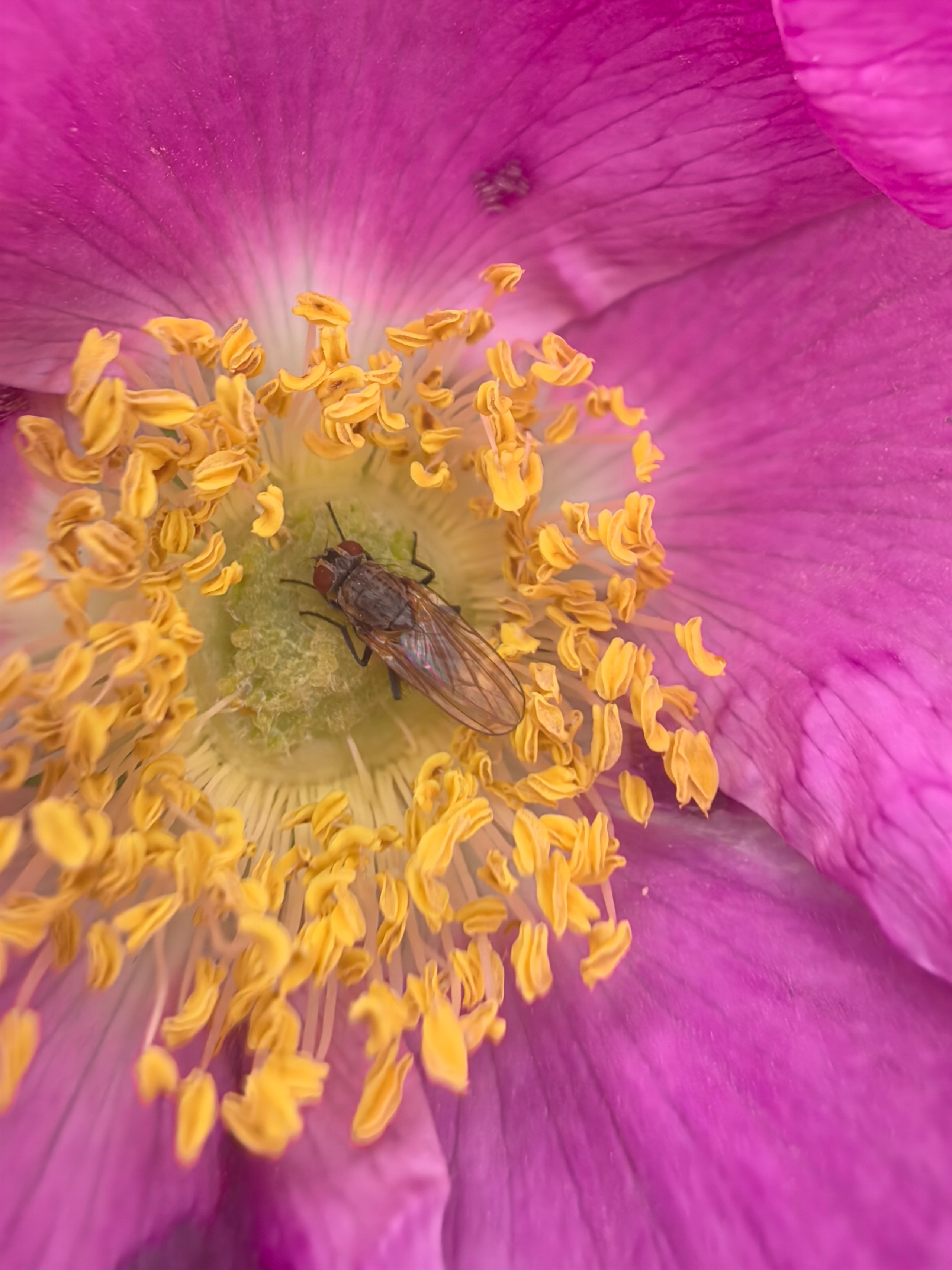 ПочтиМАКРО. Школьные выпускные альбомы в Москве Марина Николаева
