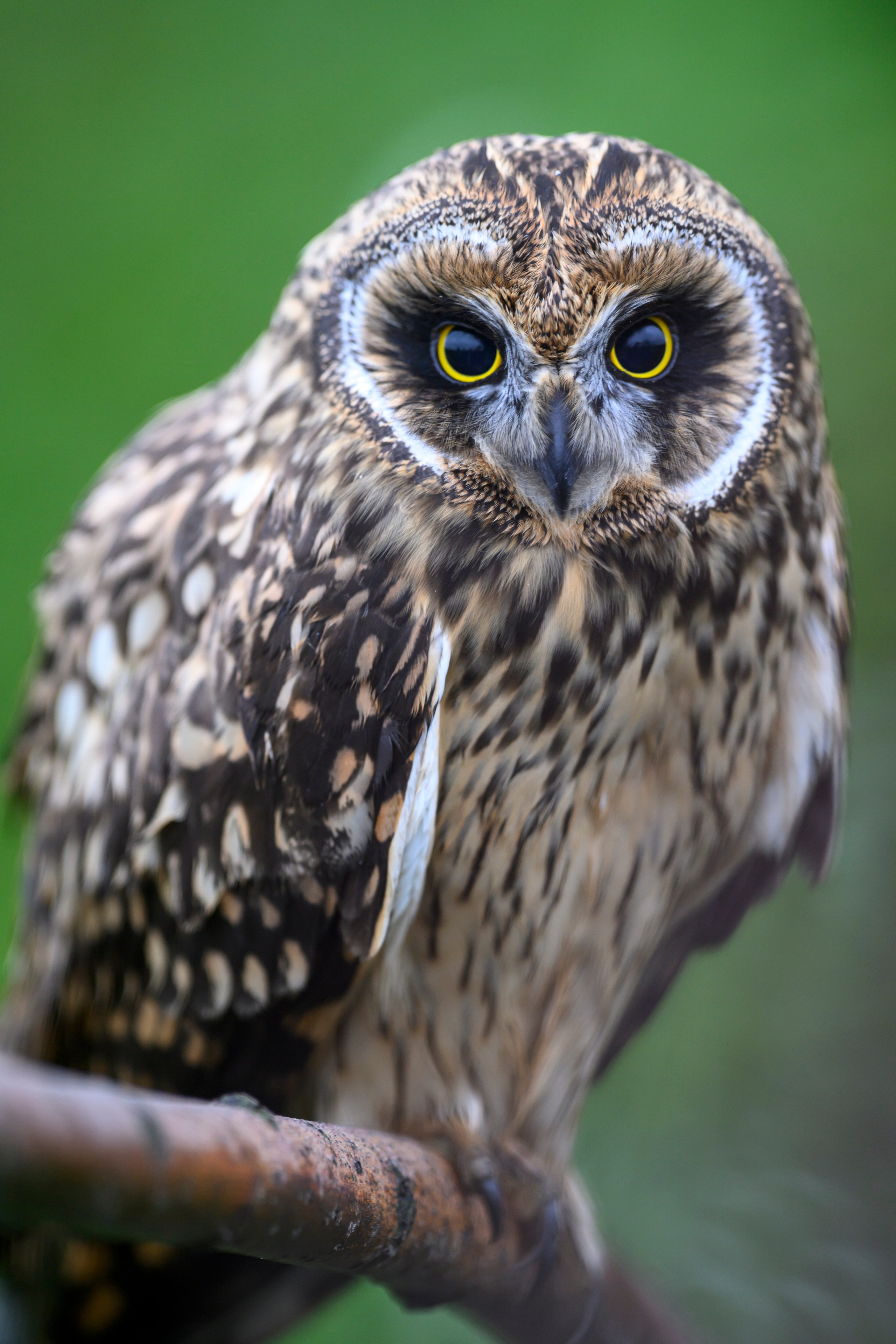 Фотосессия совенка | Owlet photo session. Фотограф Сергей Пупонин