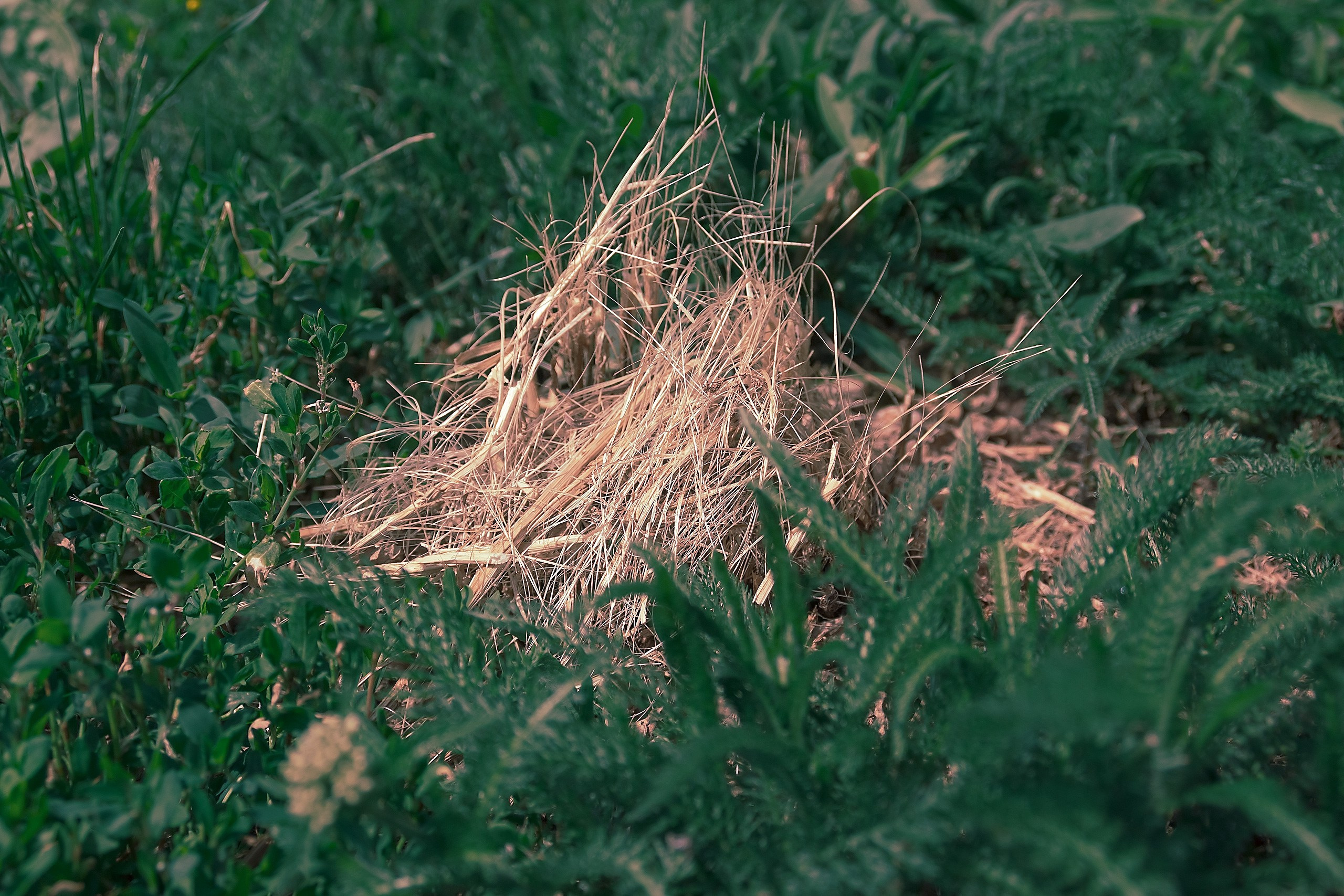 Великое в Малом. Аmat Victoria Сuram