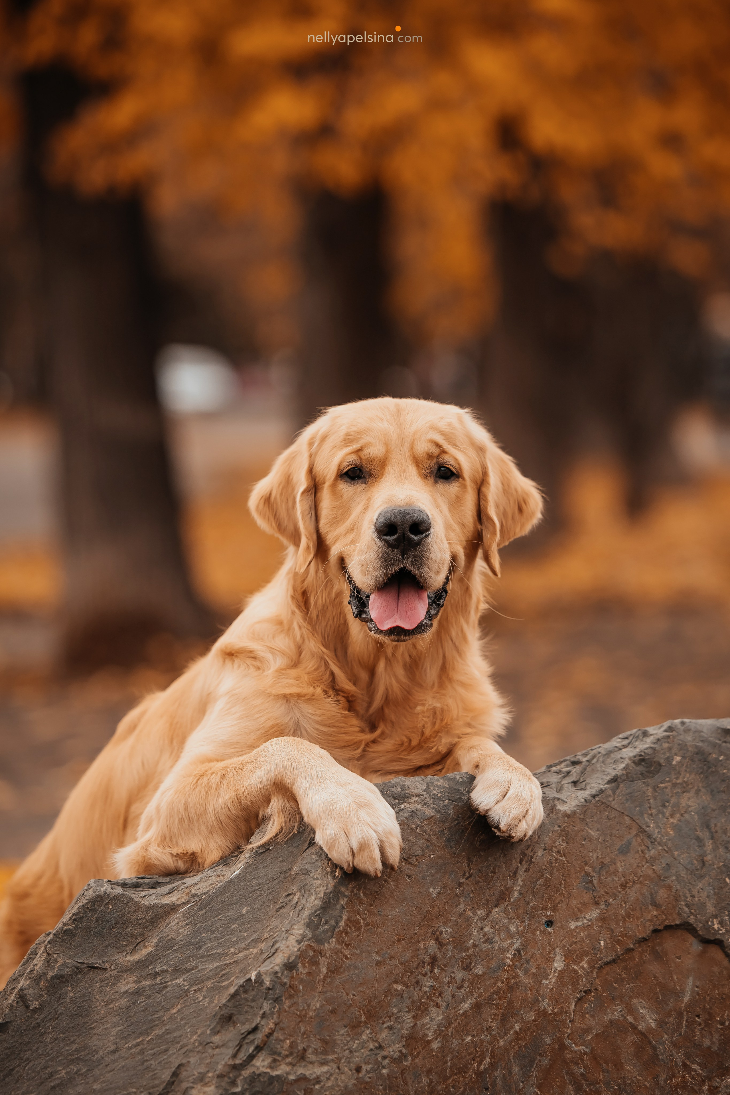 Настя, Дима, Олег и Арчи. Фотограф Нелли Самойлова