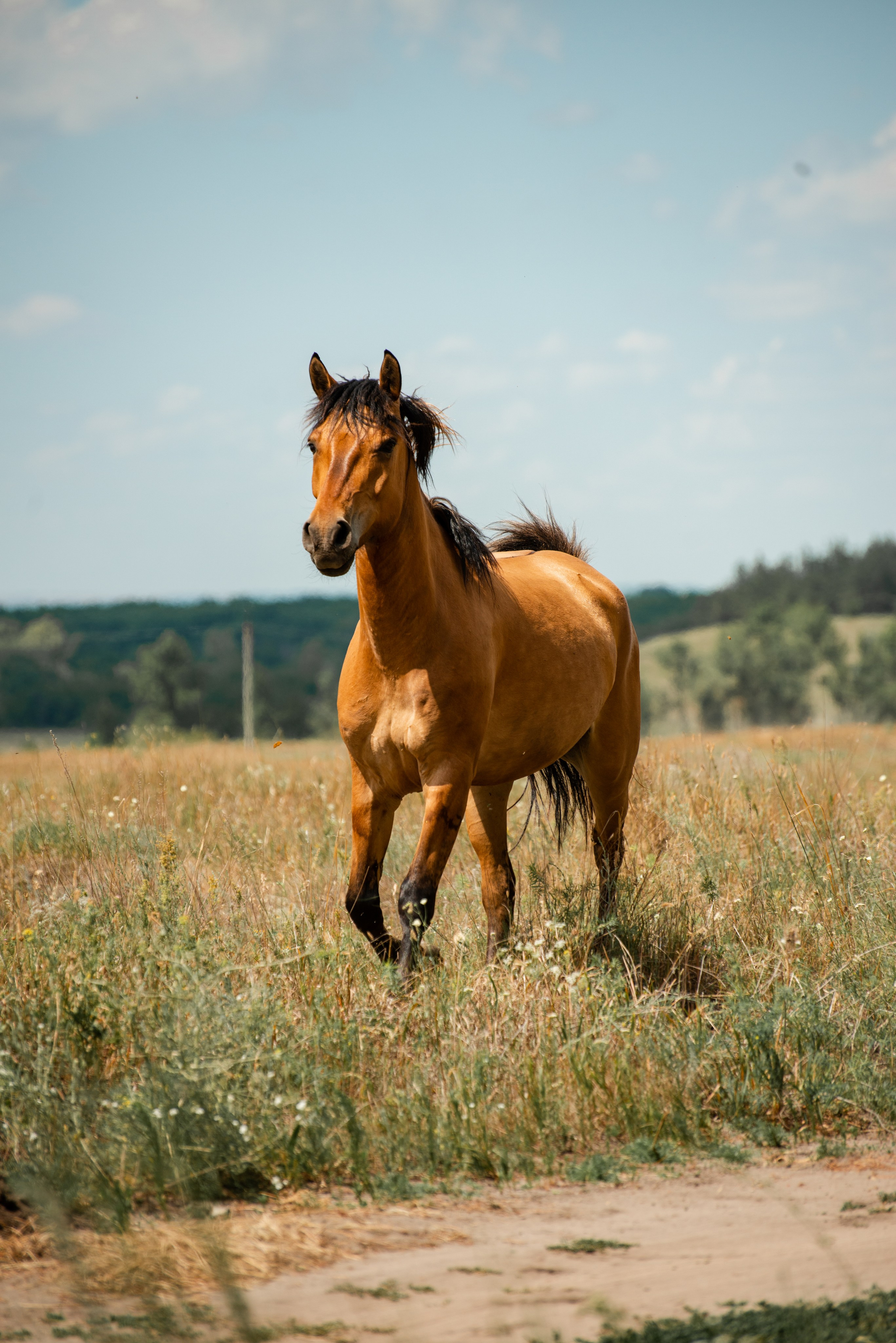 Купала в Родославном. Конный фотограф в Саратове Юлия Иванова