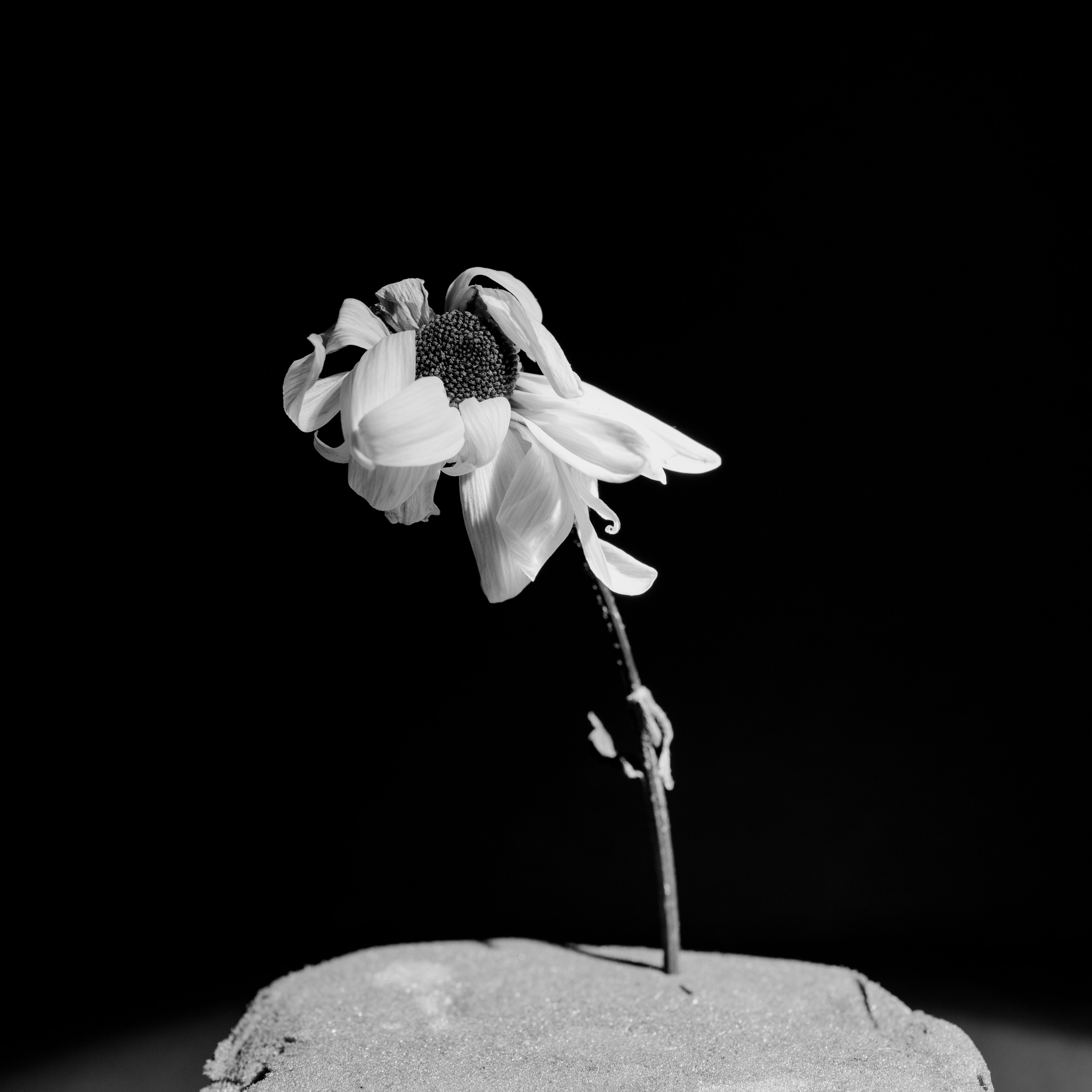 Цветы. Фотограф Александр Тихонов