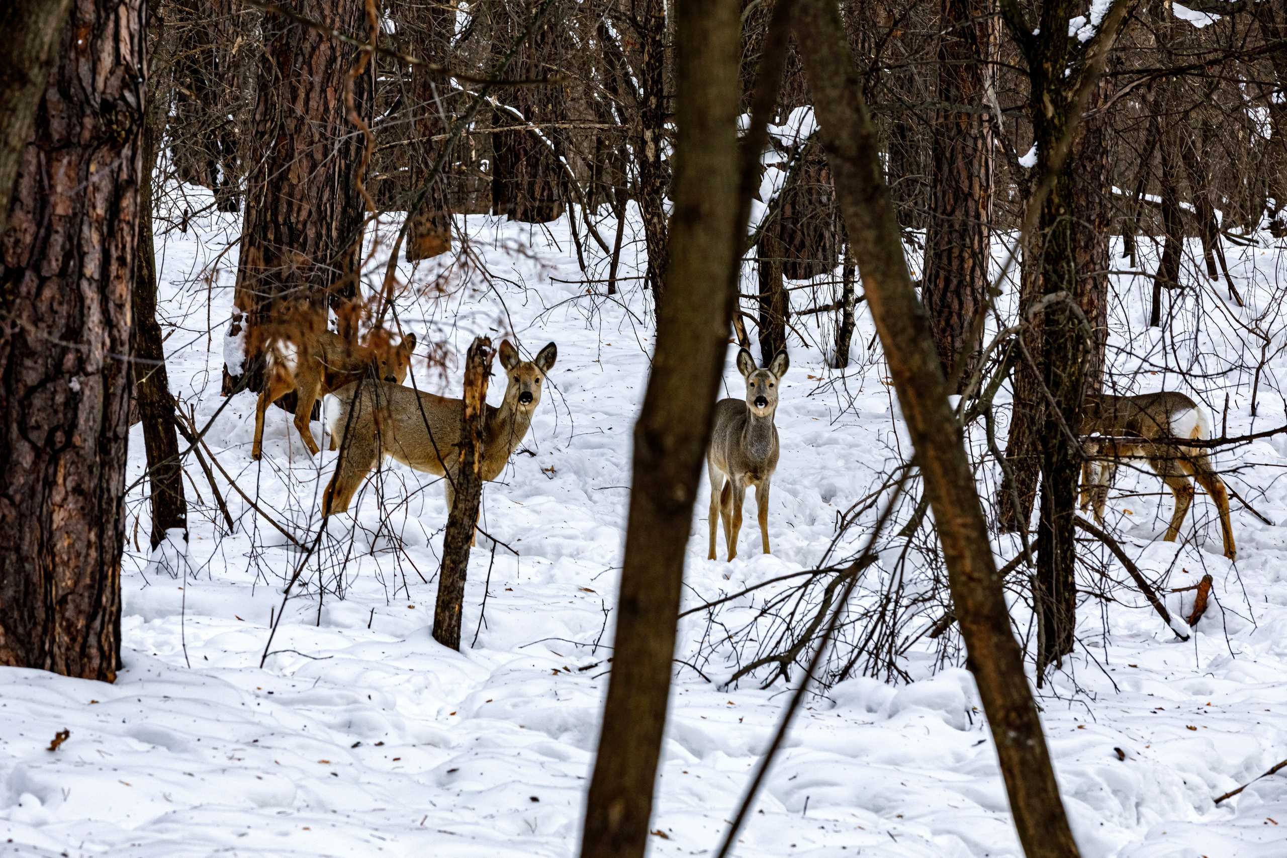 Косули. Фотограф Андрей Гузеев