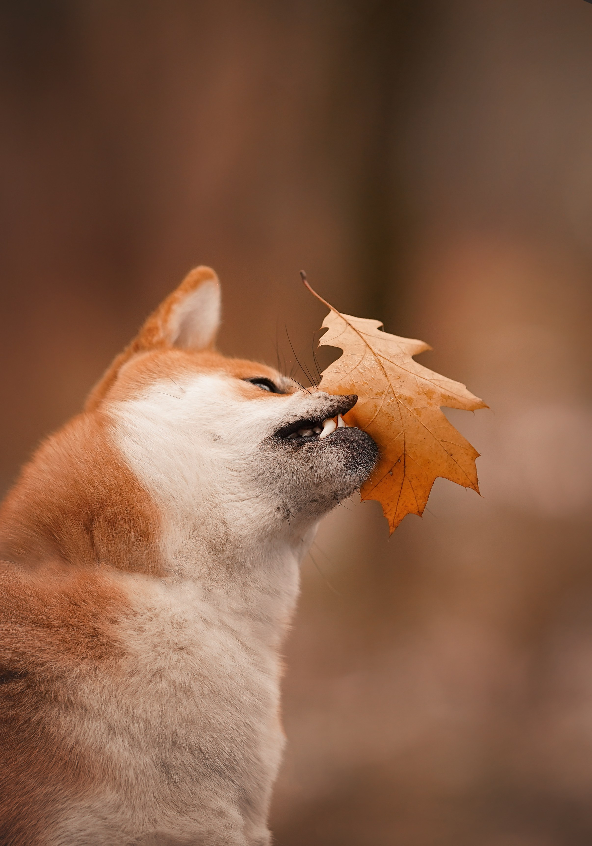 Алина и Юми. Фотограф-анималист в Санкт-Петербурге Яна Мартынова