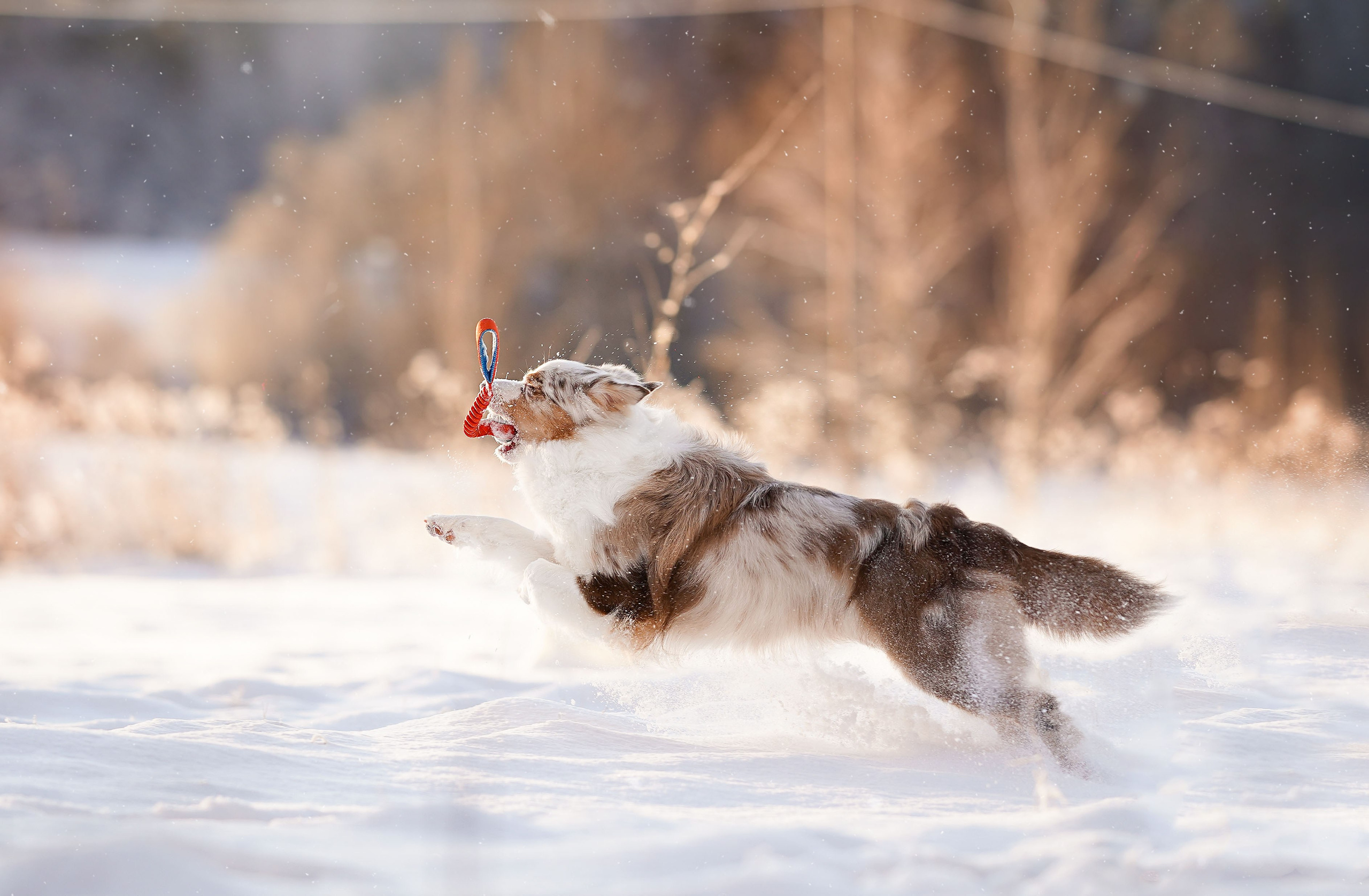 Панда и Юни Карелия. Фотограф-анималист в Санкт-Петербурге Яна Мартынова