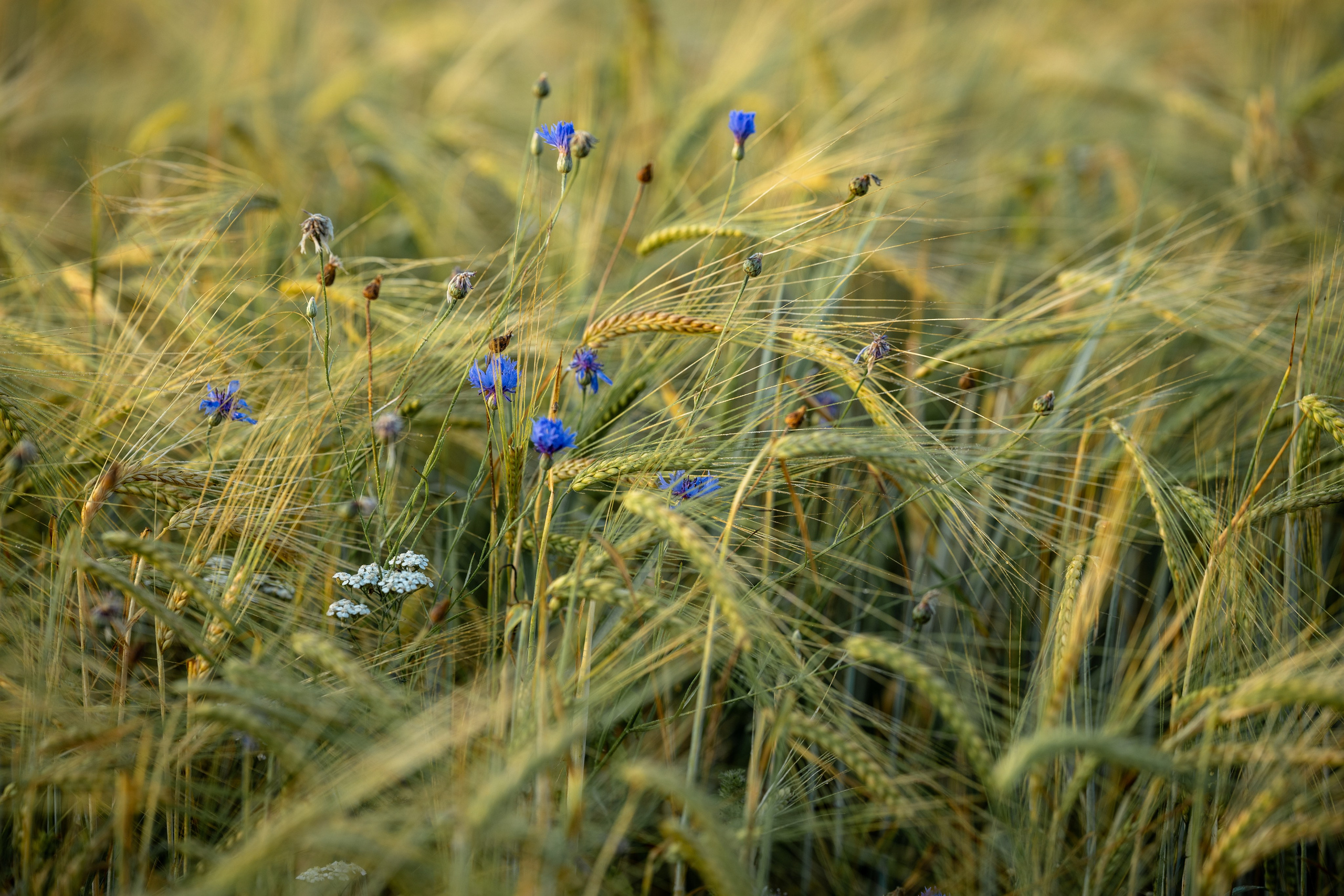 Природные пейзажи. Наталия Клевинскас портретный фотограф в Костроме