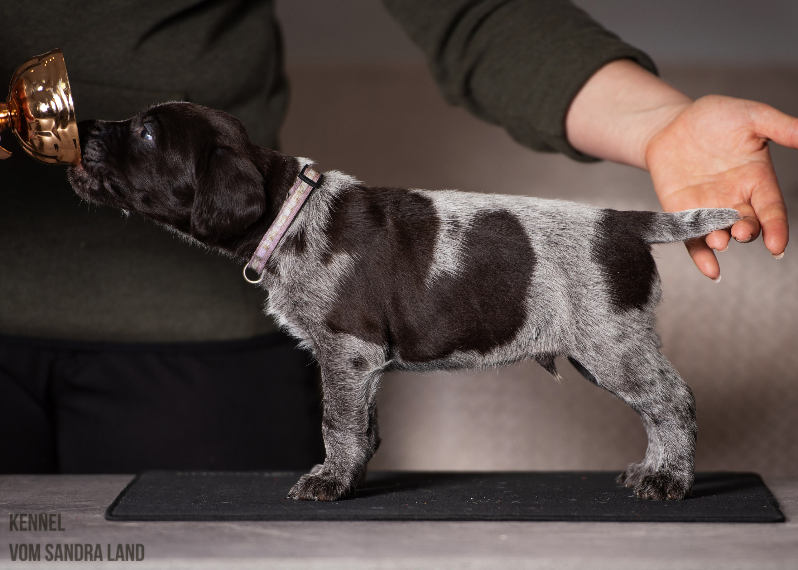 Вереск вом Сандра Лэнд, Veresk vom Sandra Land