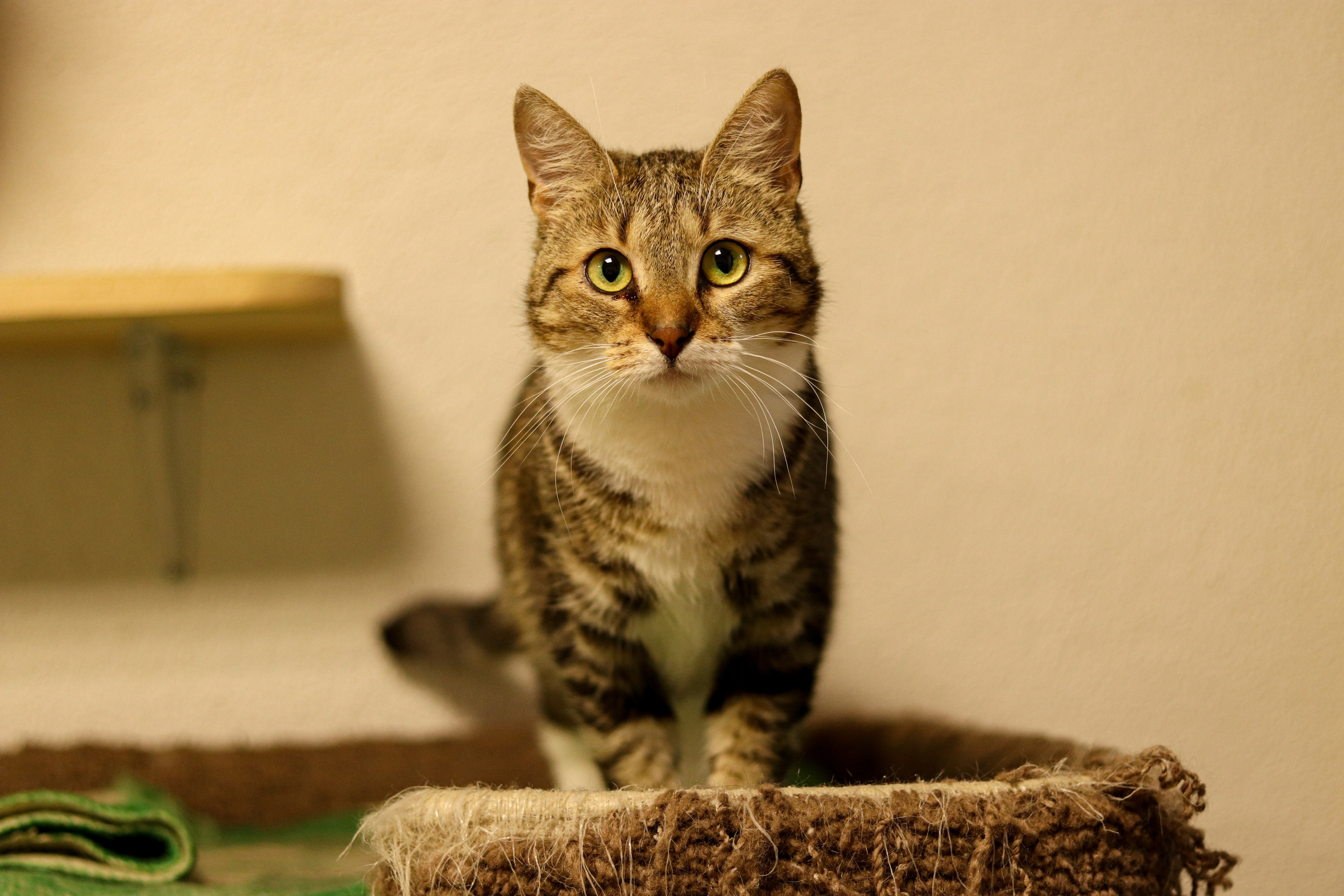 Петербургский дом кота (27 июня 2024). Ивентный фотограф в Санкт-Петербурге Олег Комков