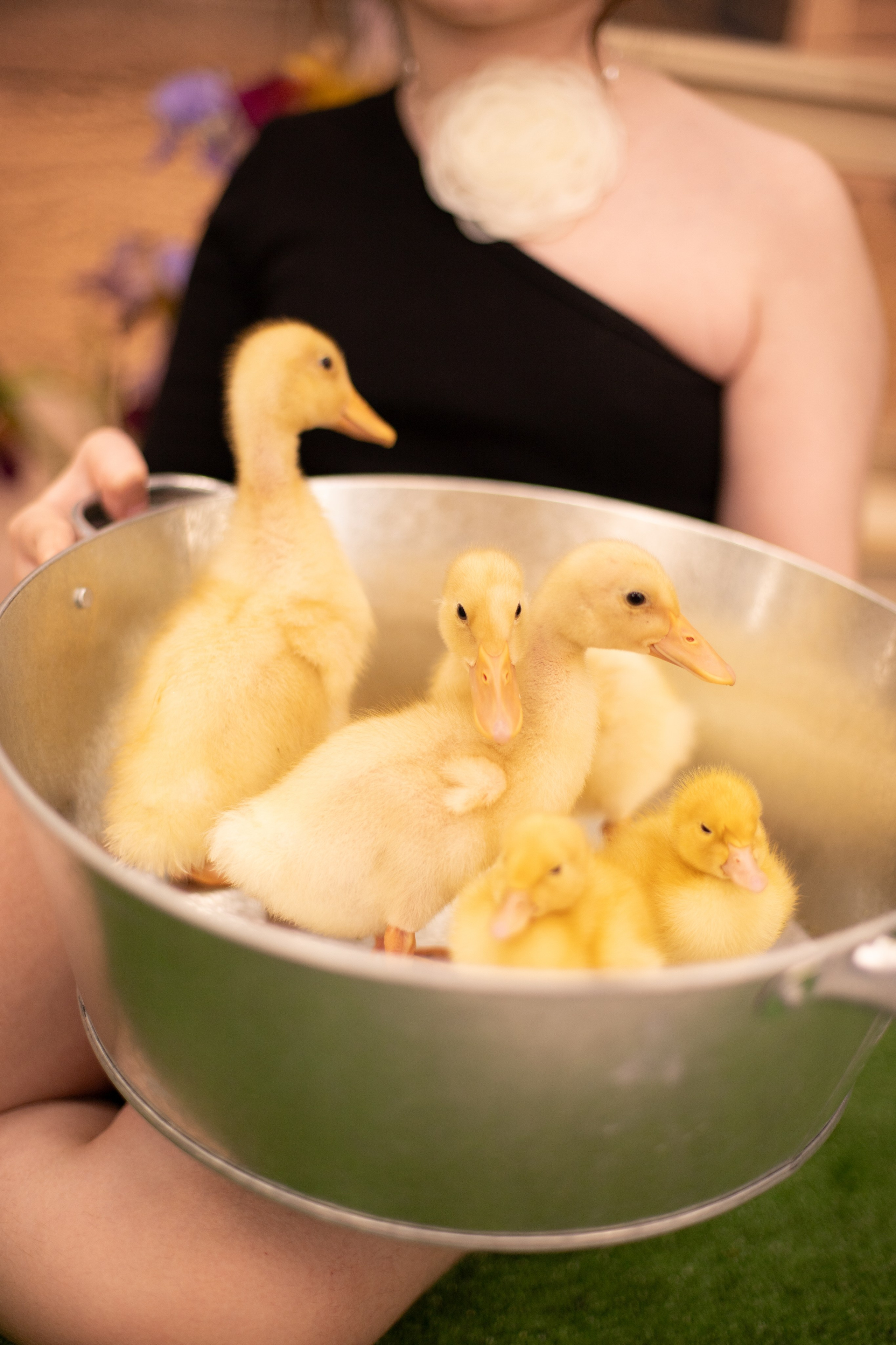 Пасха Утята. Лучший фотограф Краснодара (по версии моей мамы)