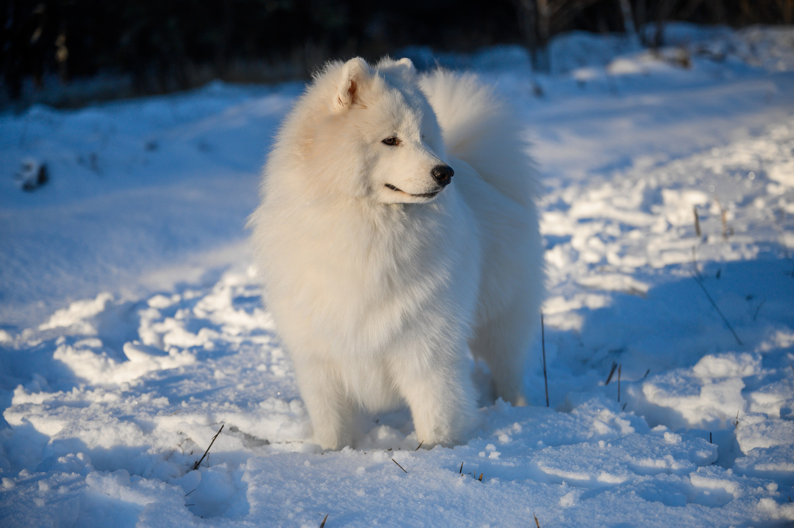 Самоед Тайфун. Bazarkom-photo.ru Фотограф Виктор Оськин в Старом Осколе