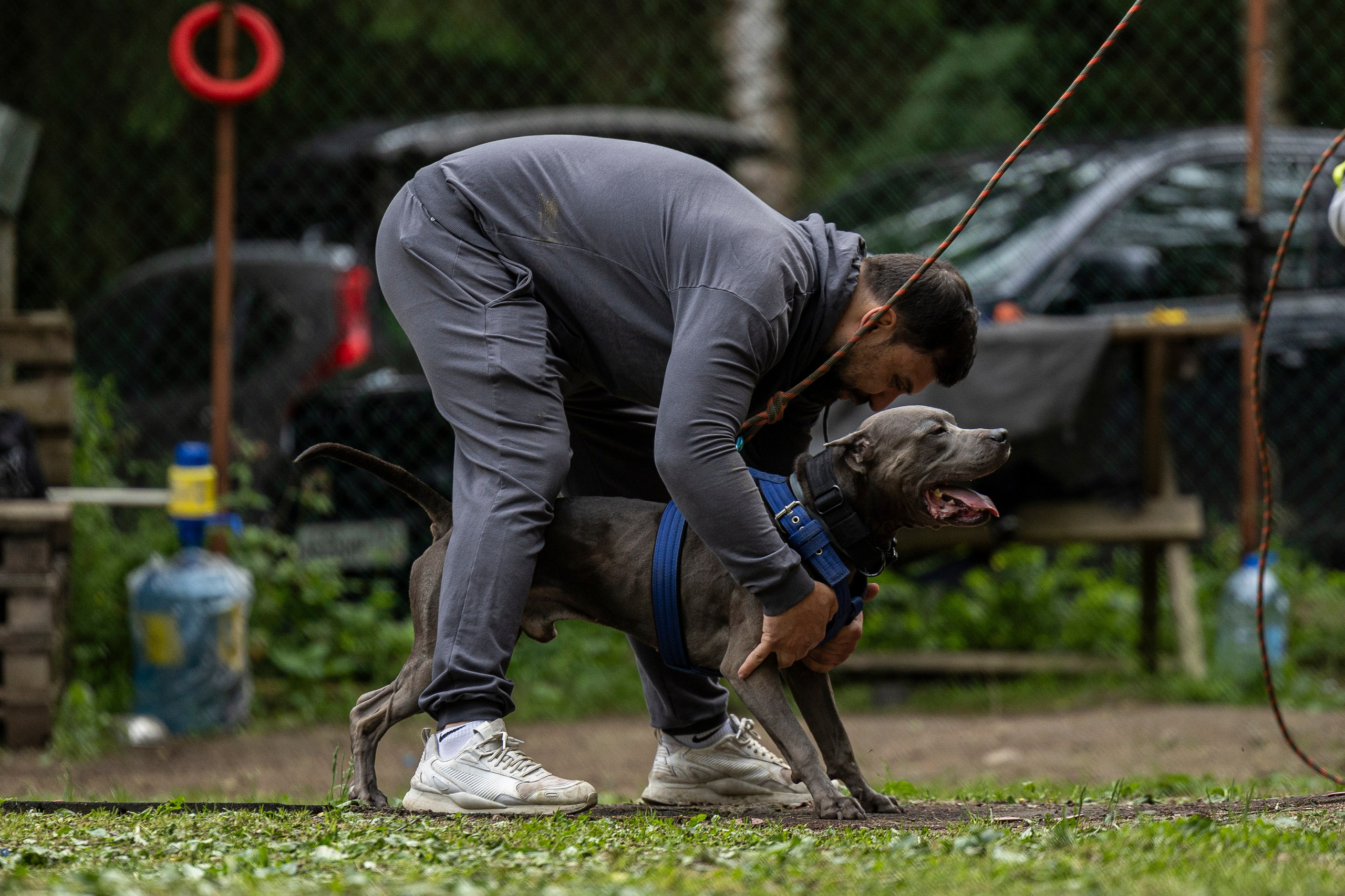 Пит-стафф многоборье. Фотограф-анималист Анна Маринич