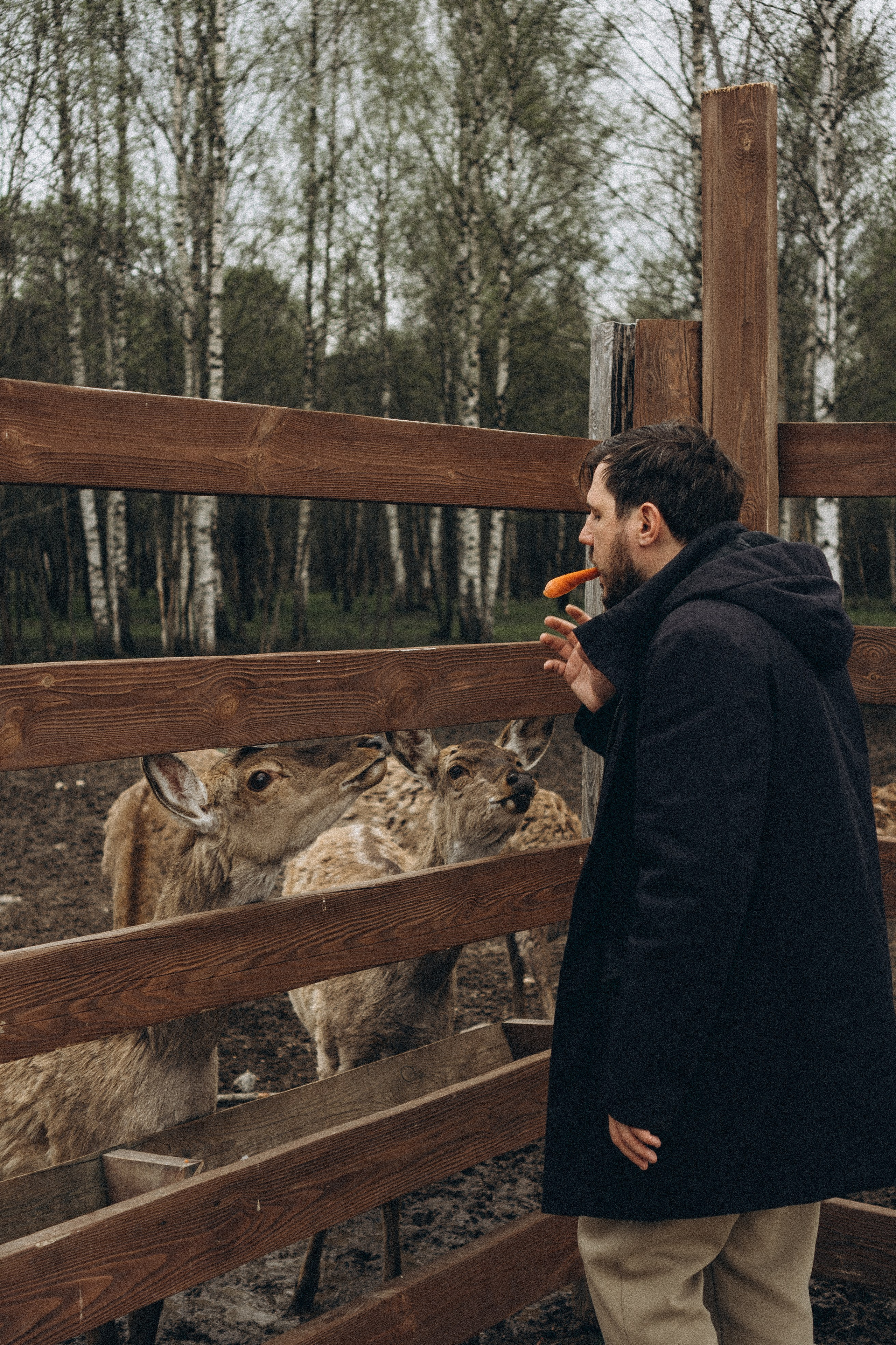 ОЛЕНЬЯ ФЕРМА В ТВЕРИ. Профессиональный фотограф, Санкт-Петербург — Виктория Богомолова