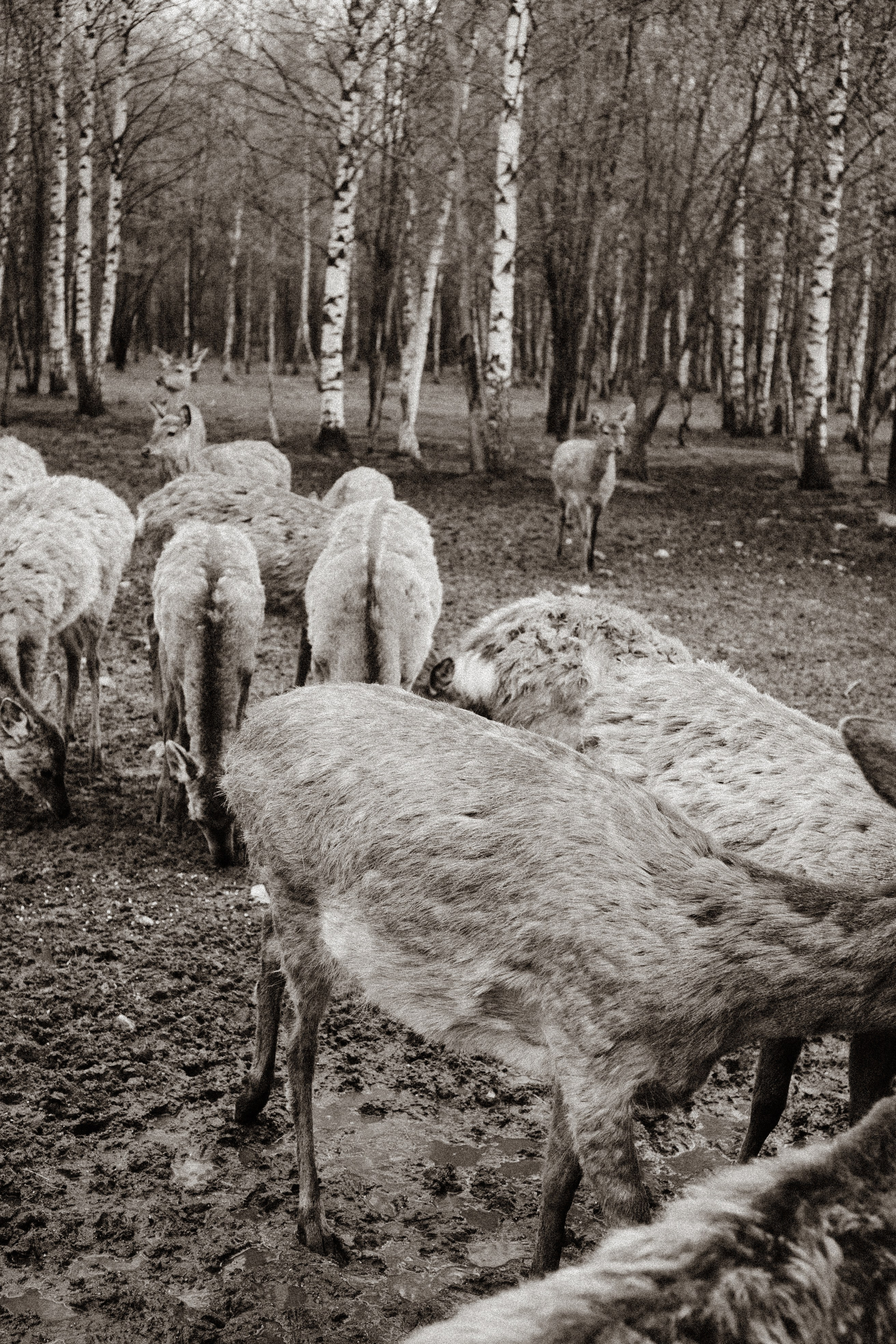 ОЛЕНЬЯ ФЕРМА В ТВЕРИ. Профессиональный фотограф, Санкт-Петербург — Виктория Богомолова