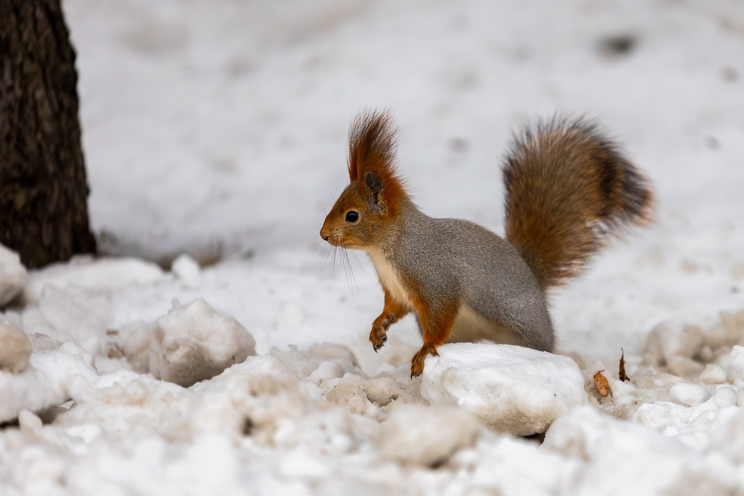 Беговой клуб 5 вёрст. 20 декабря 2025. Главная