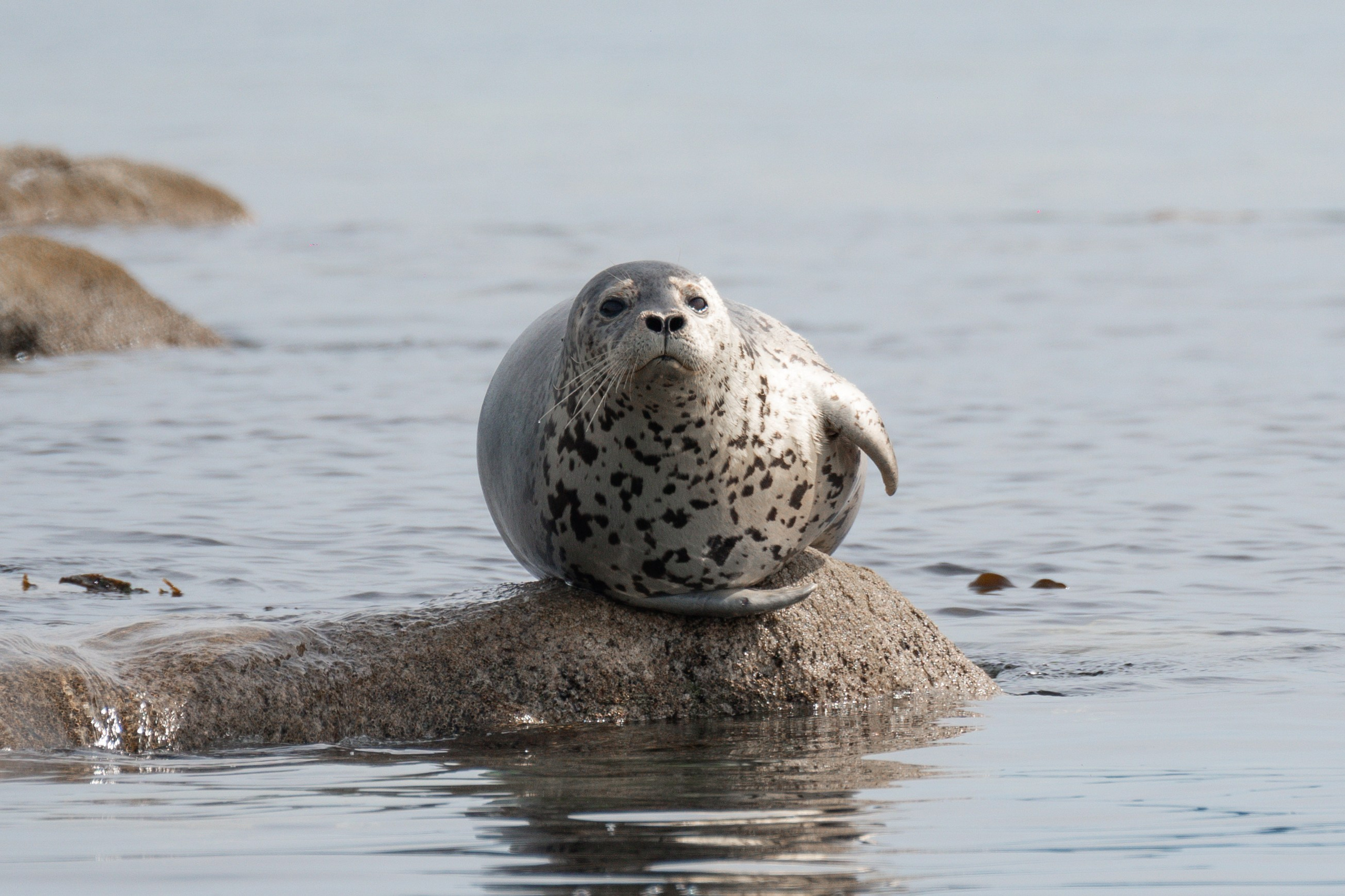 Ларга Нерпа Бухта Петрова Лазовский район Приморье gusarov2906 