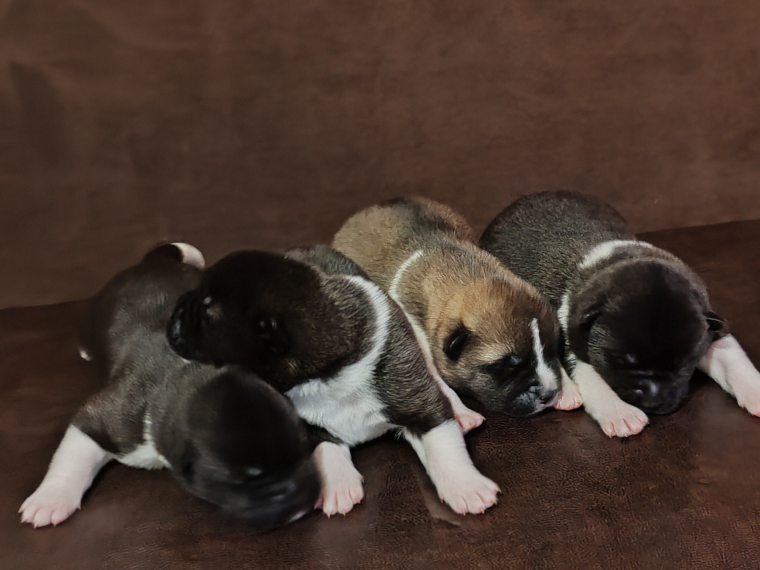 Помет К 21.12.24. AMERICAN AKITA RUBYLIGHT KENNEL I SHIBA-INU