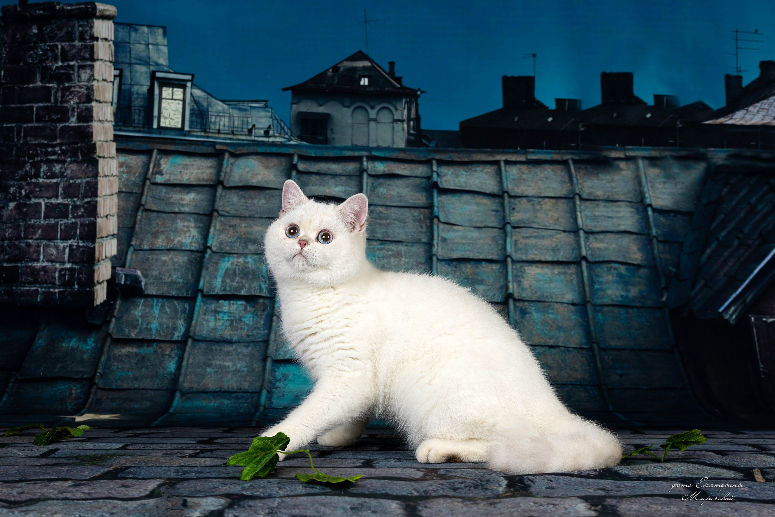 Тематические фоны с рисунком. Фотограф-анималист в Омске Екатерина Маричева