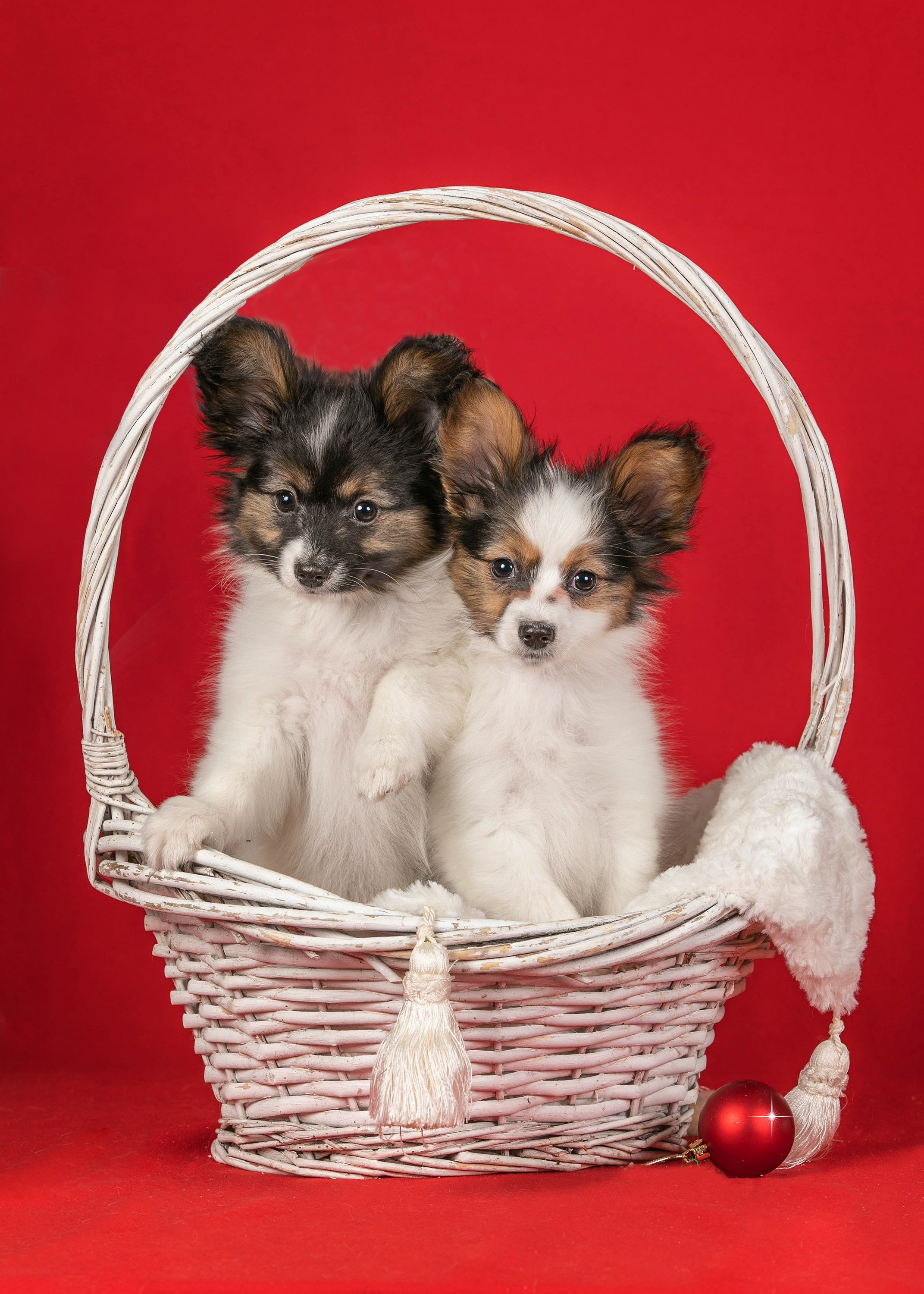 Галерея щенков. Фотограф-анималист в Омске Екатерина Маричева