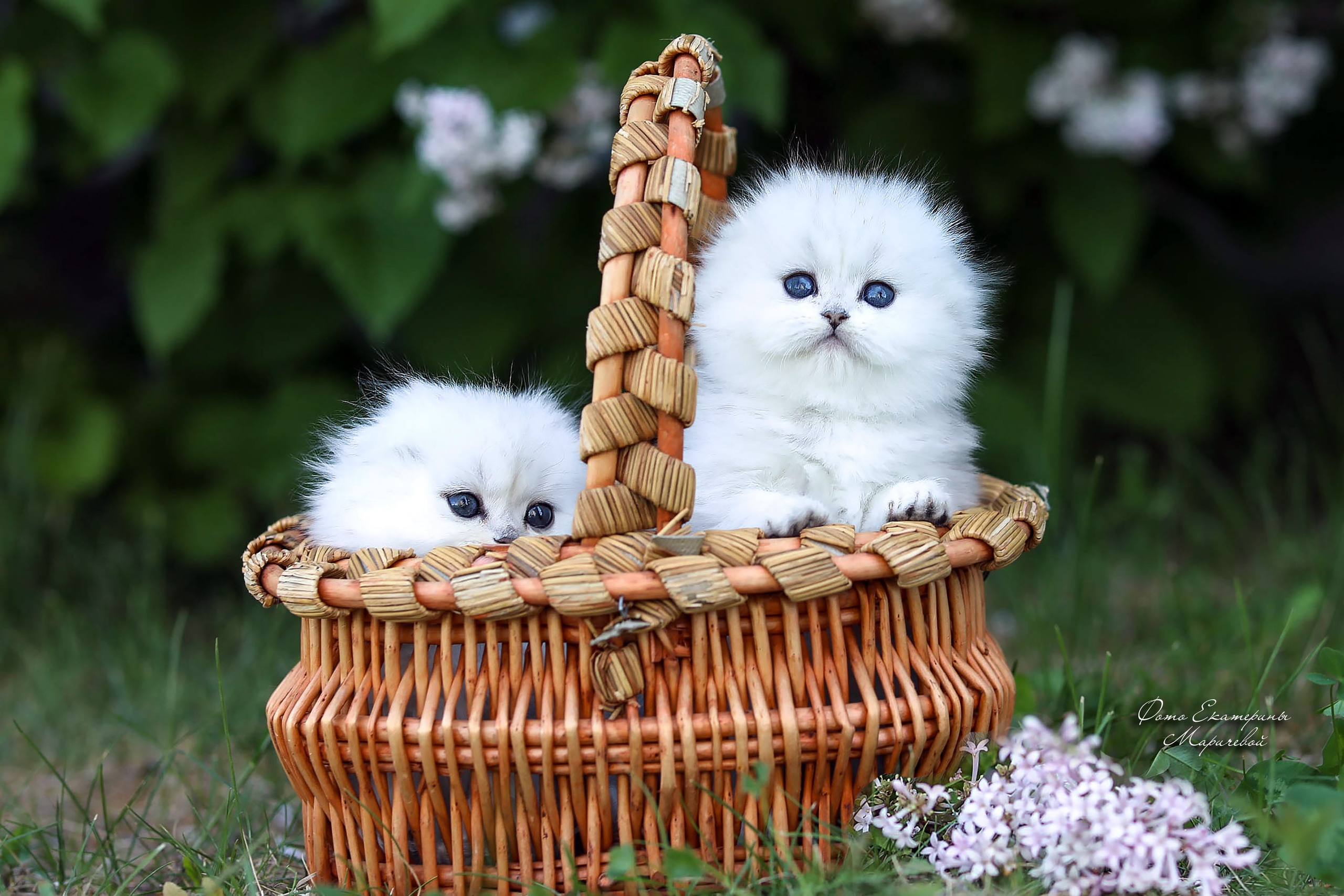 Выездная съёмка с естественным светом. Фотограф-анималист в Омске Екатерина Маричева