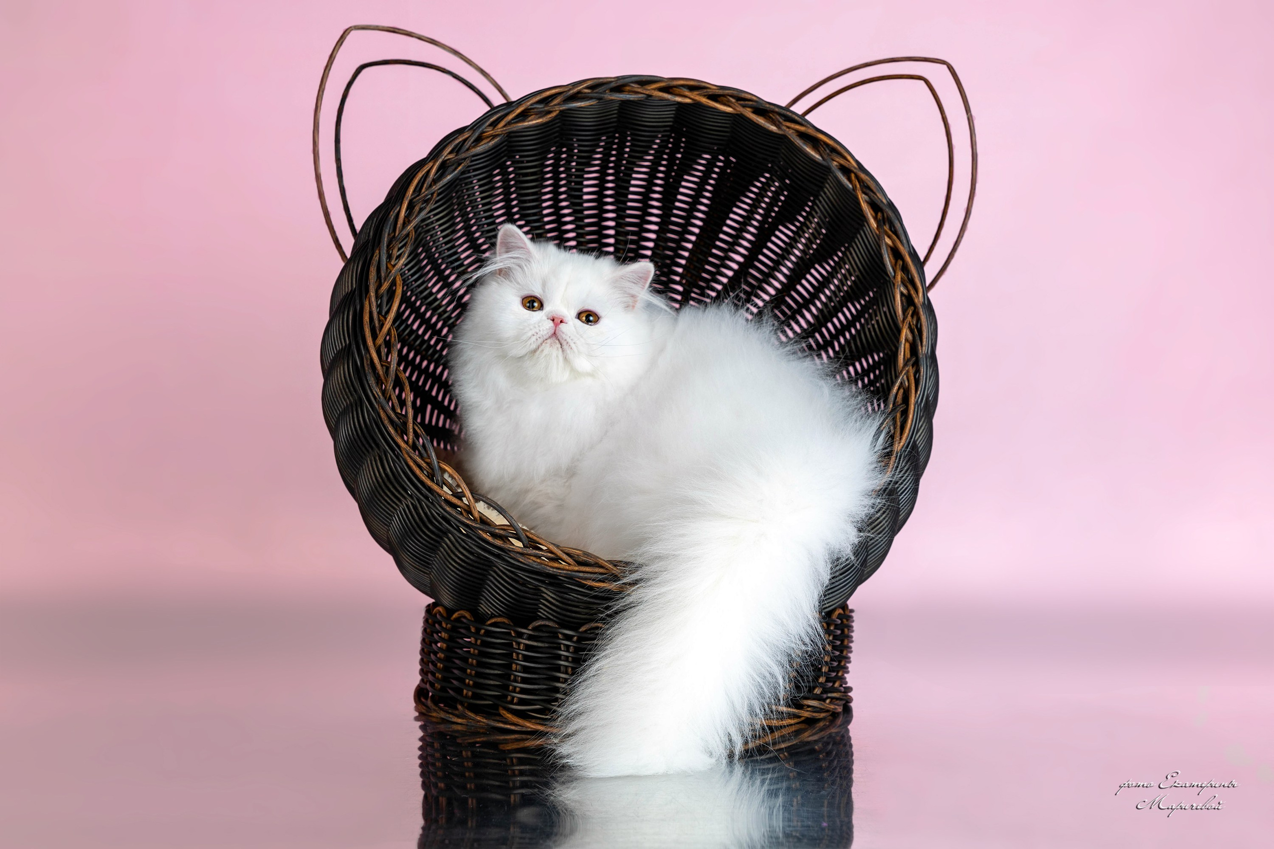 Пастельные фоны. Фотограф-анималист в Омске Екатерина Маричева