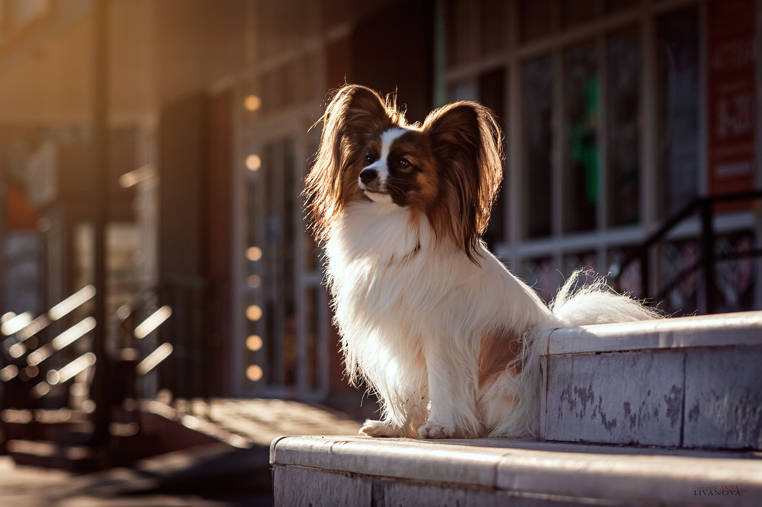 Хьюстон. Фотограф анималист Аня Ливанова | Рыбинск
