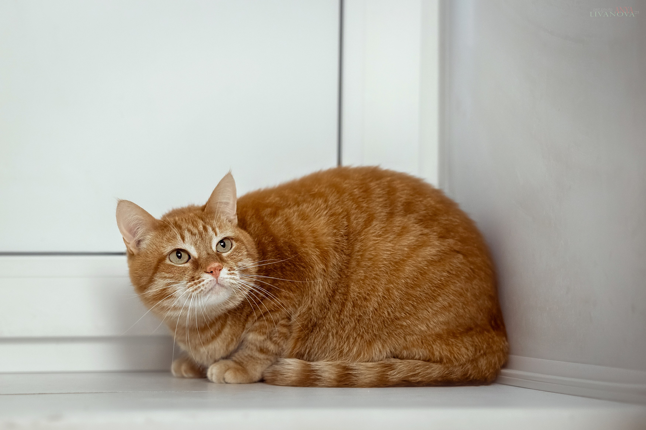 Ника. Фотограф анималист Аня Ливанова | Рыбинск