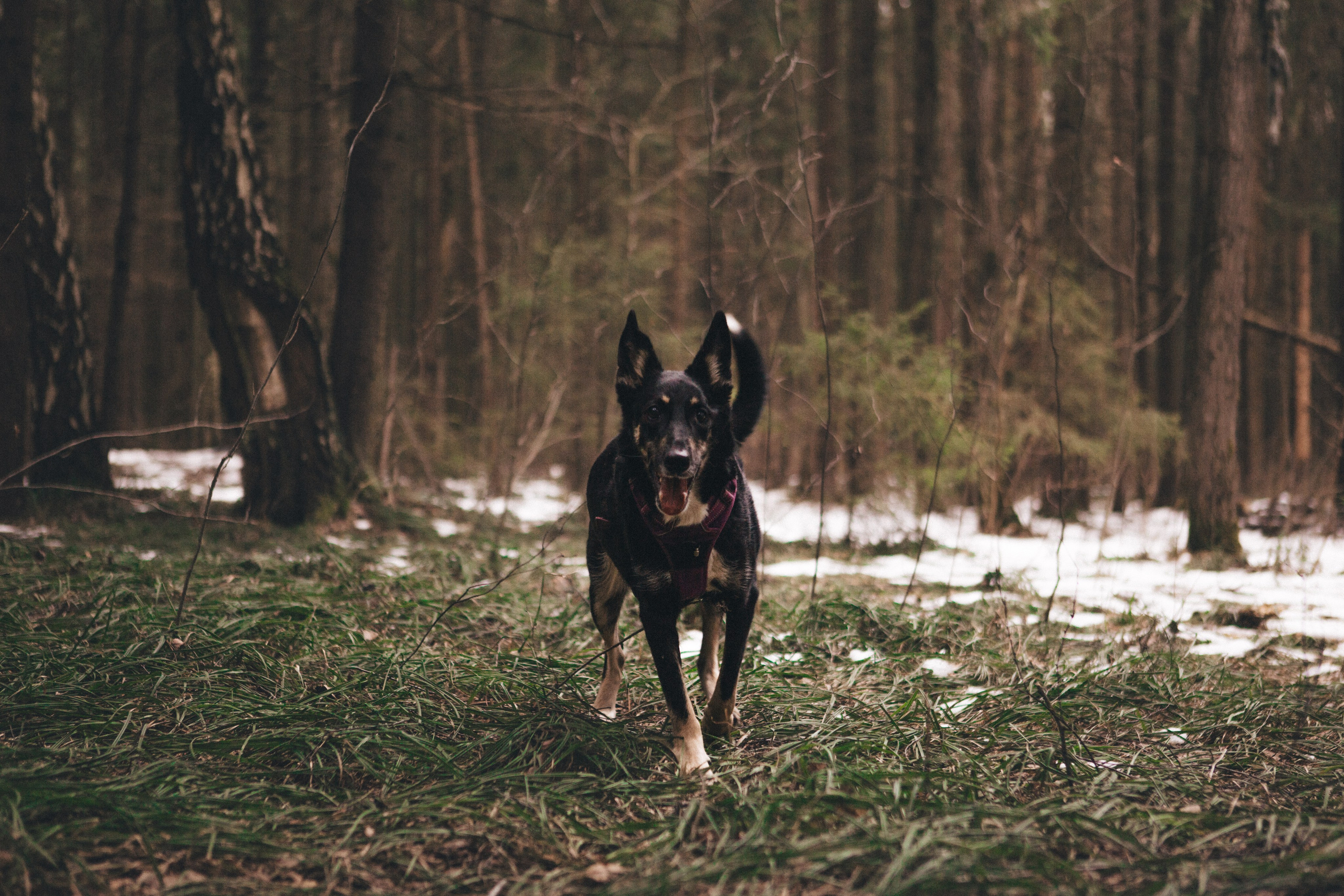 A cinematic tale of true love and unbreakable friendship between a man and a dog. Portrait, family and pet photographer in Cyprus, Ksenia Bourdelle